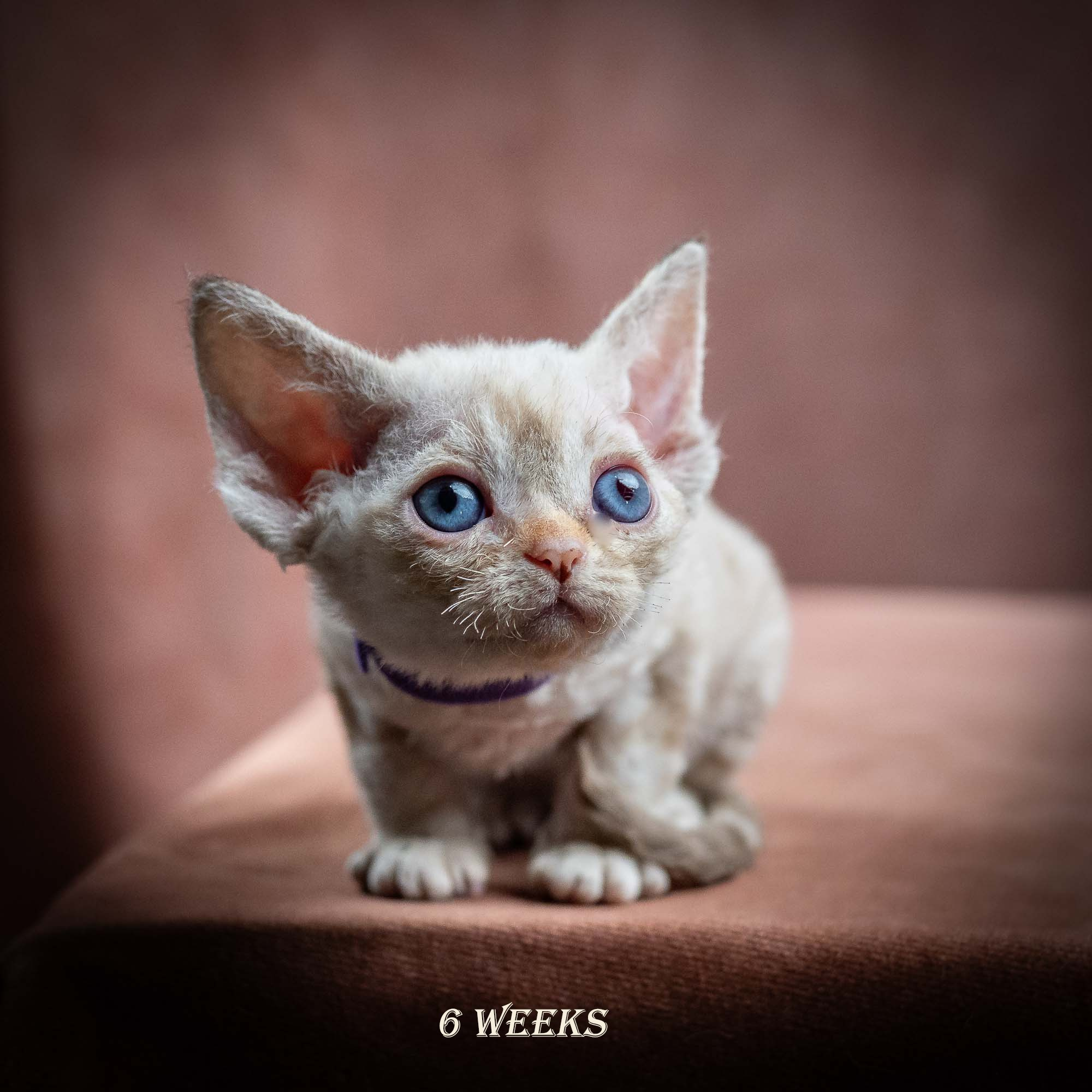Iris, girl, born 06.01.2025. Devon Rex Pixie Cattery