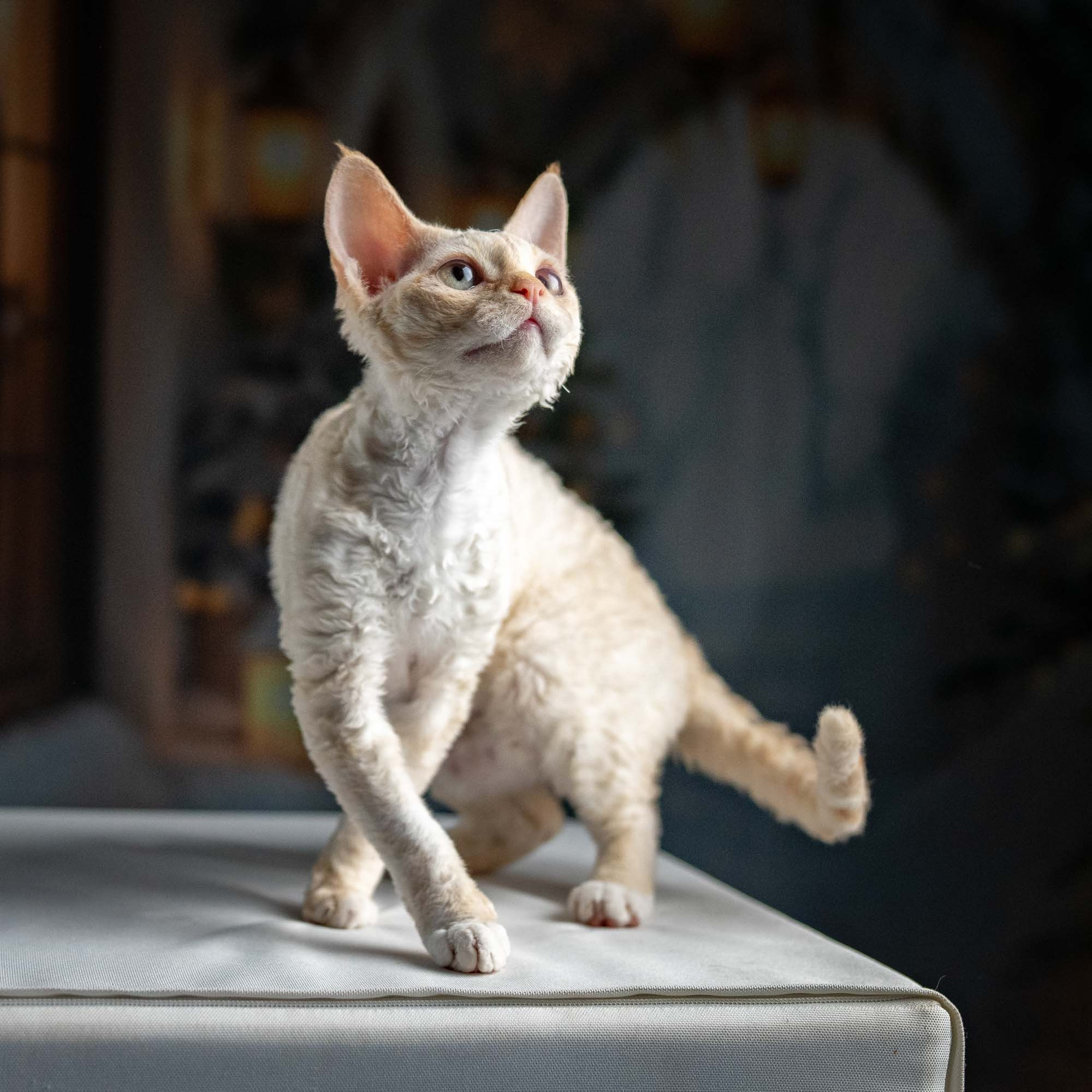 Jasmin, girl, born 06.25.2025. Devon Rex Pixie Cattery