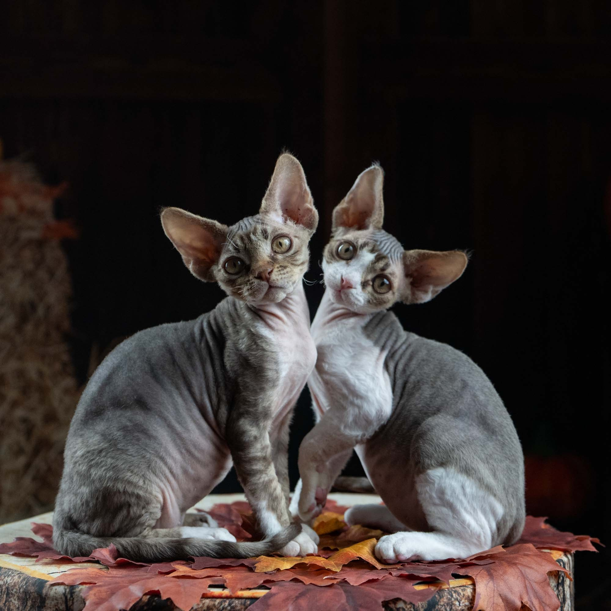 Eddie, boy, born on 06.09.24 Sold. Devon Rex Pixie Cattery