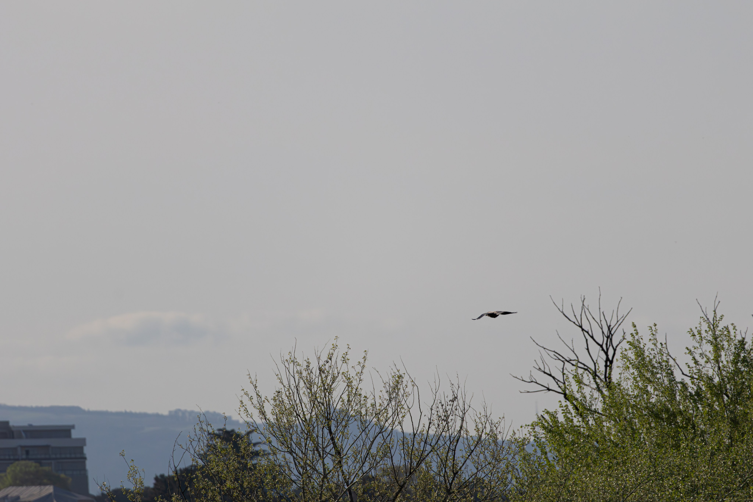 გასეირნება რუსთავის პარკში. FramefreeMan