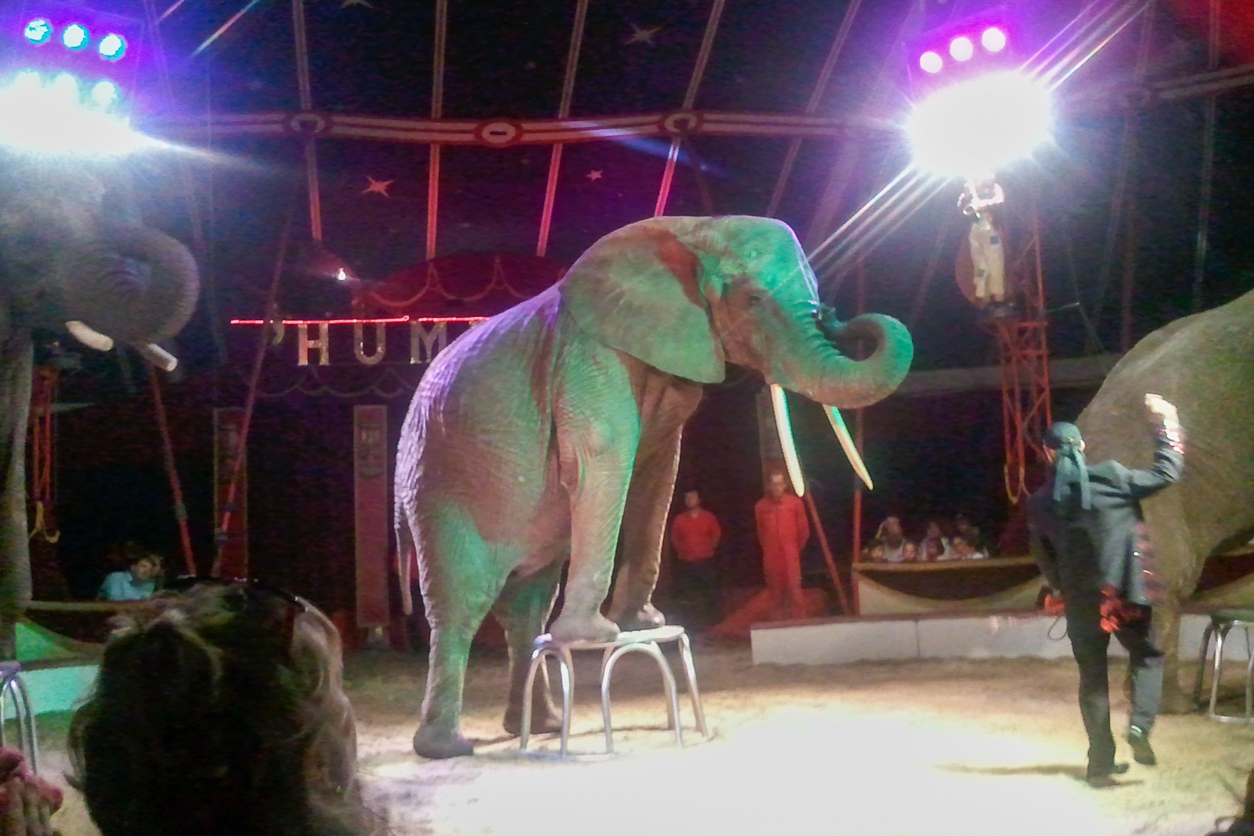 Humberto Circus. Kiki-Niki-Cha! Learn, play, and discover with us!