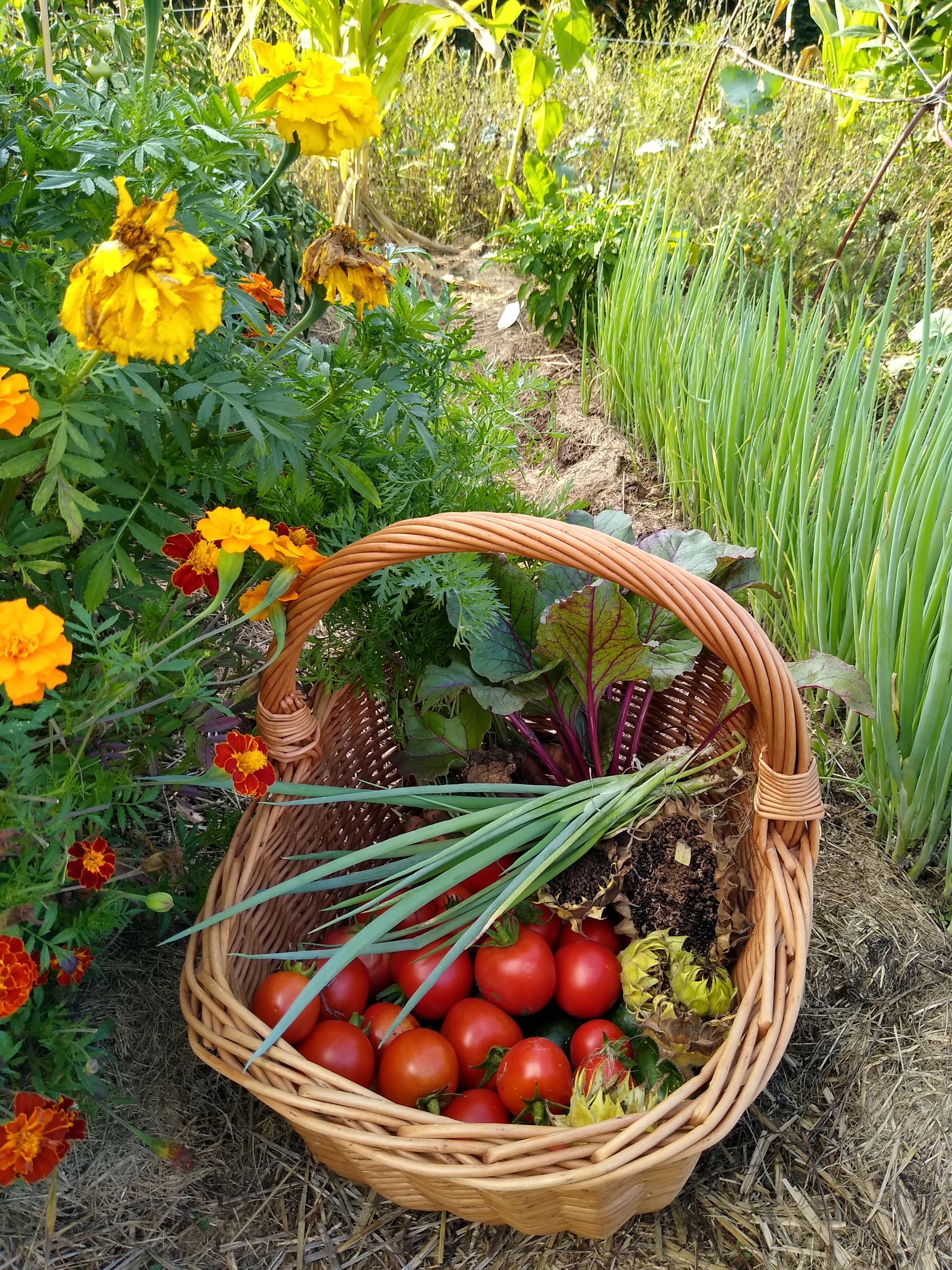 August. Kiki-Niki-Cha! Learn, play, and discover with us!