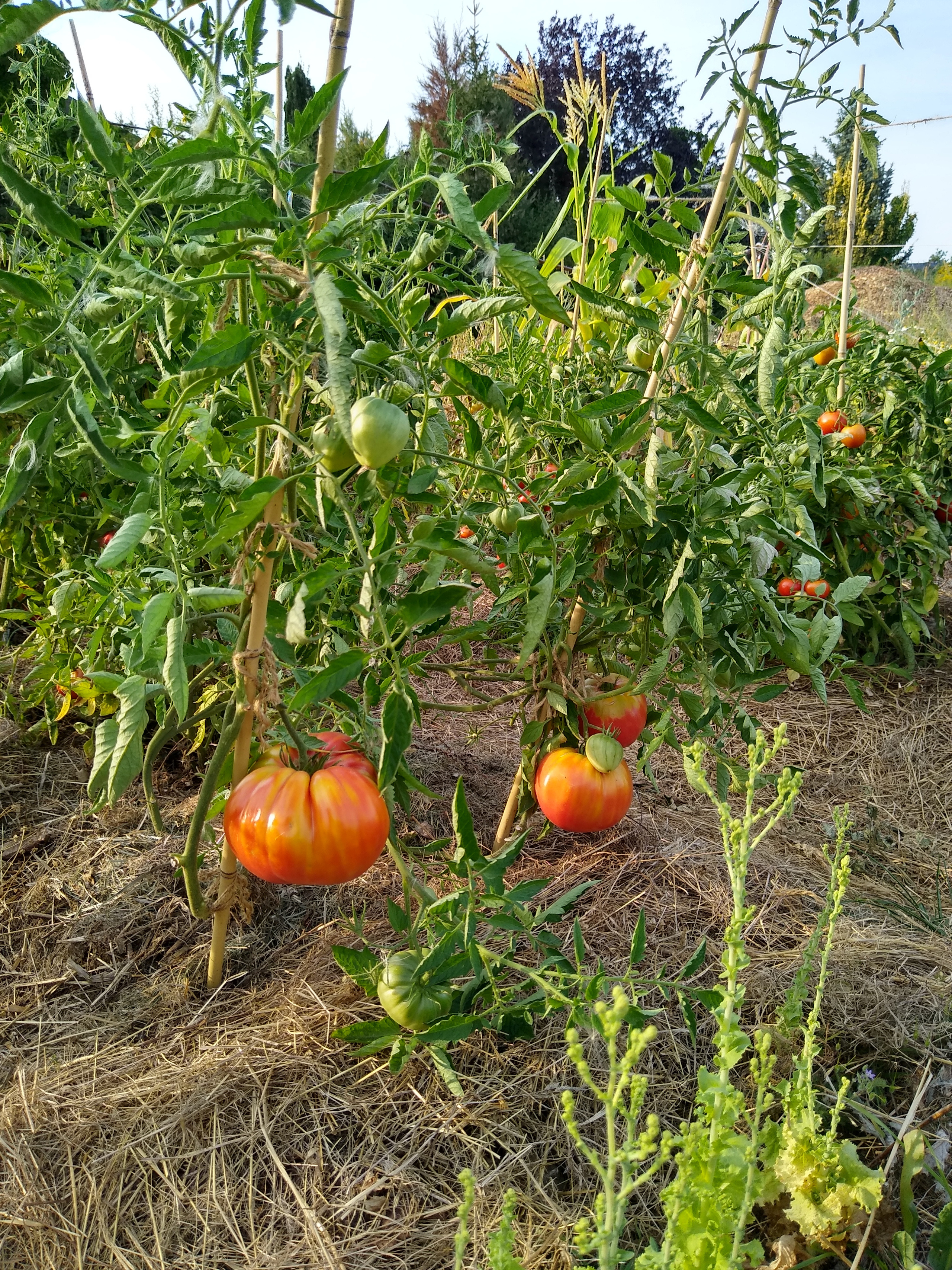 August. Kiki-Niki-Cha! Learn, play, and discover with us!