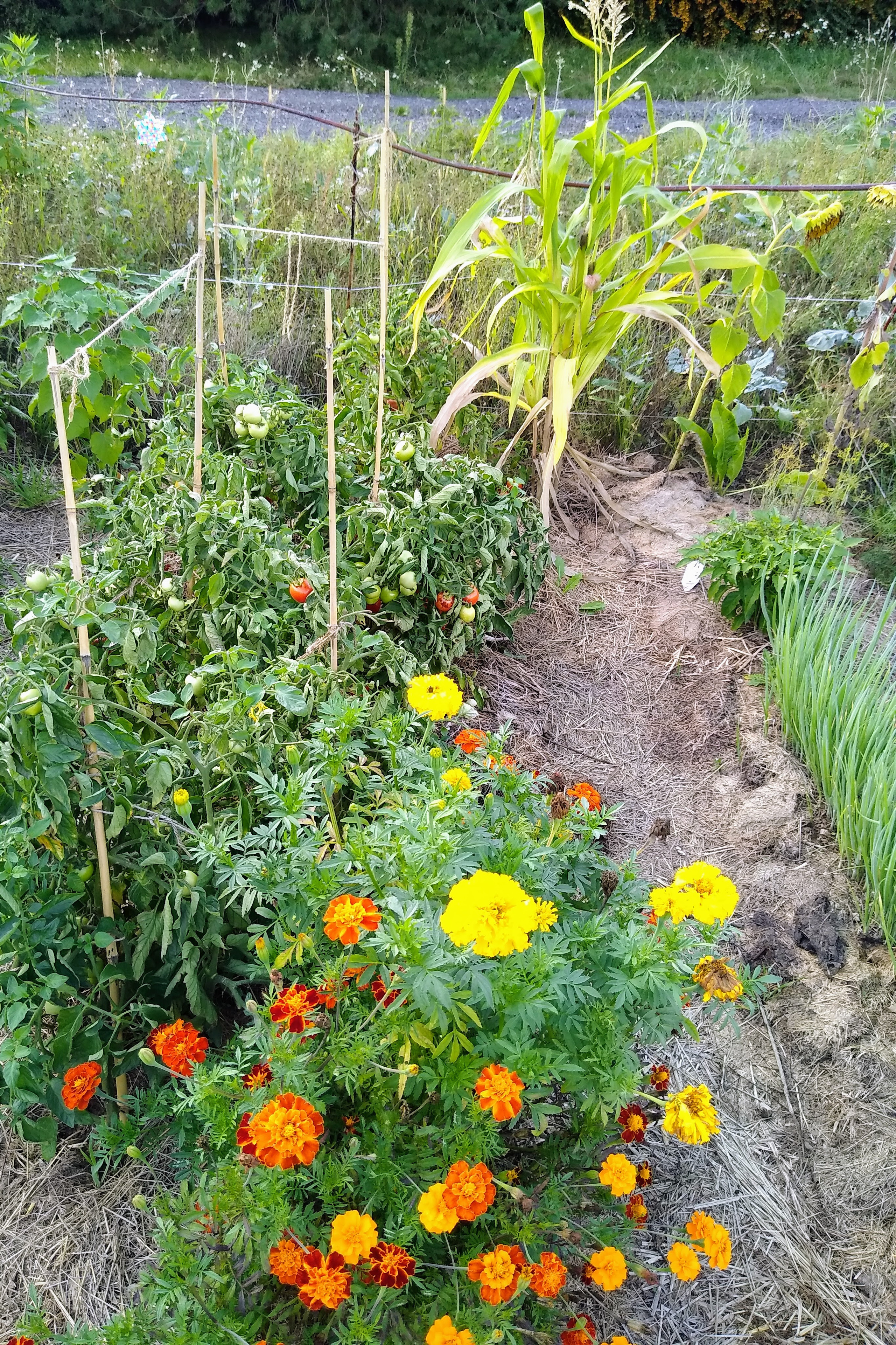 August. Kiki-Niki-Cha! Learn, play, and discover with us!