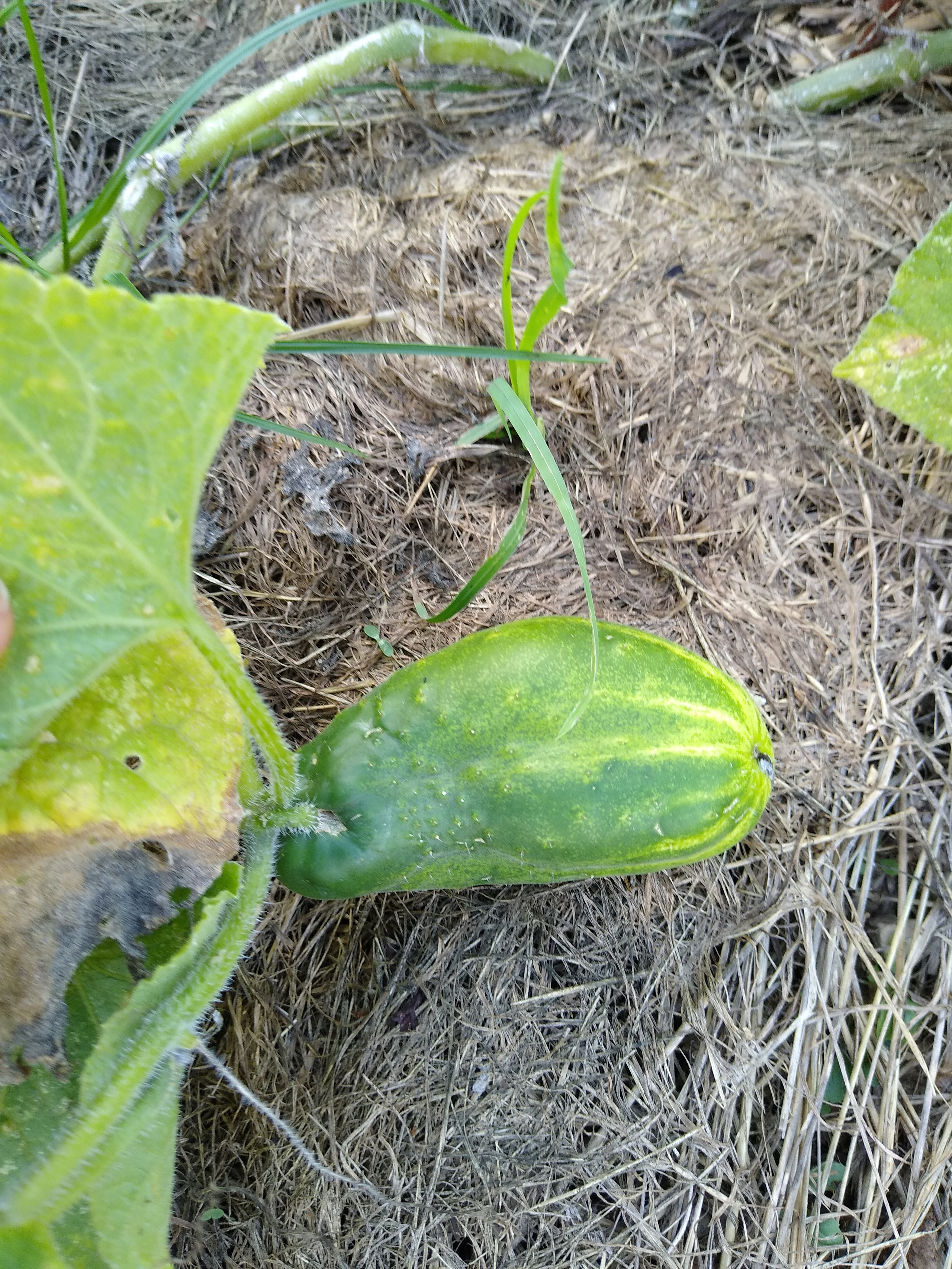 August. Kiki-Niki-Cha! Learn, play, and discover with us!