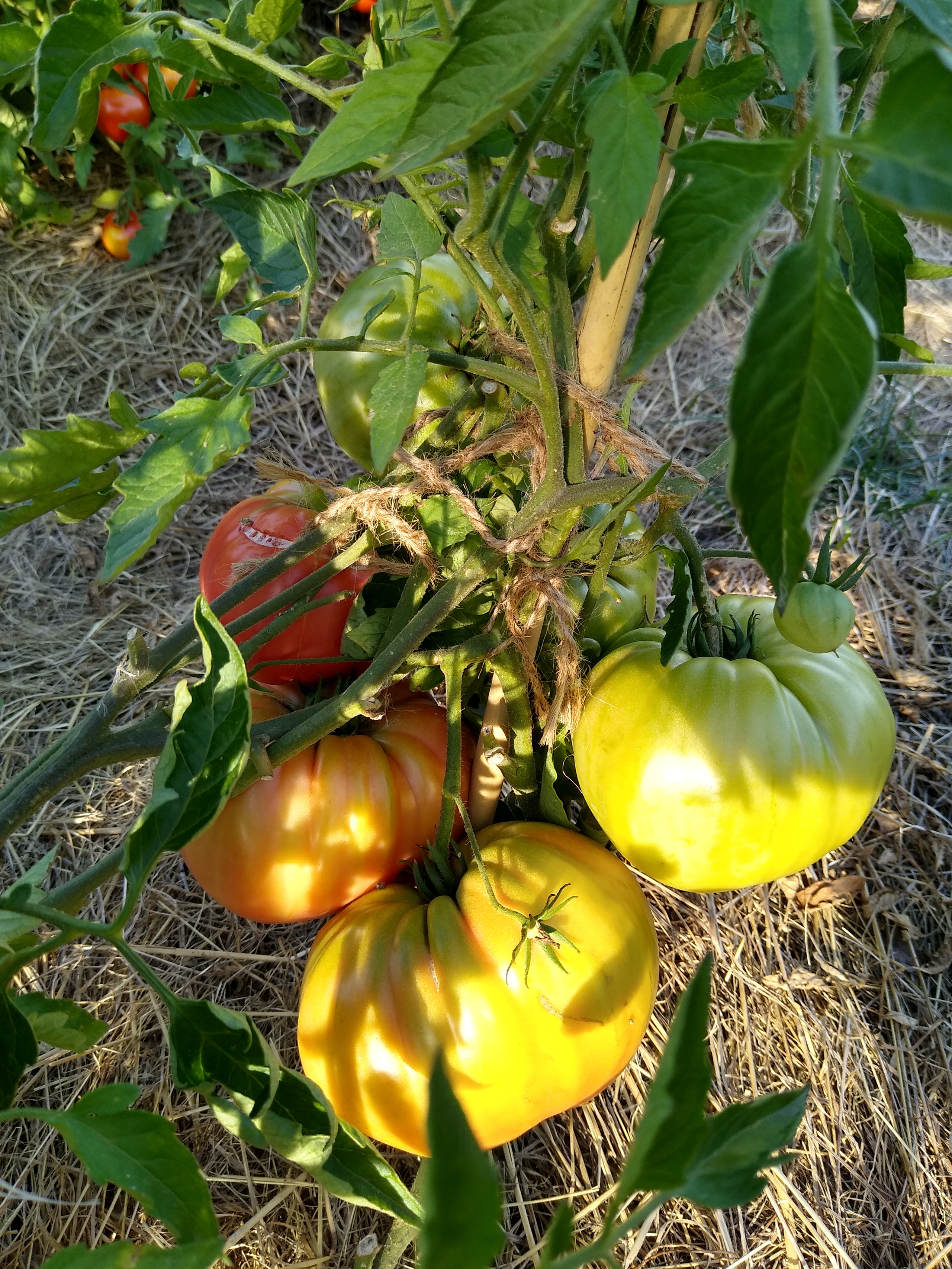 August. Kiki-Niki-Cha! Learn, play, and discover with us!