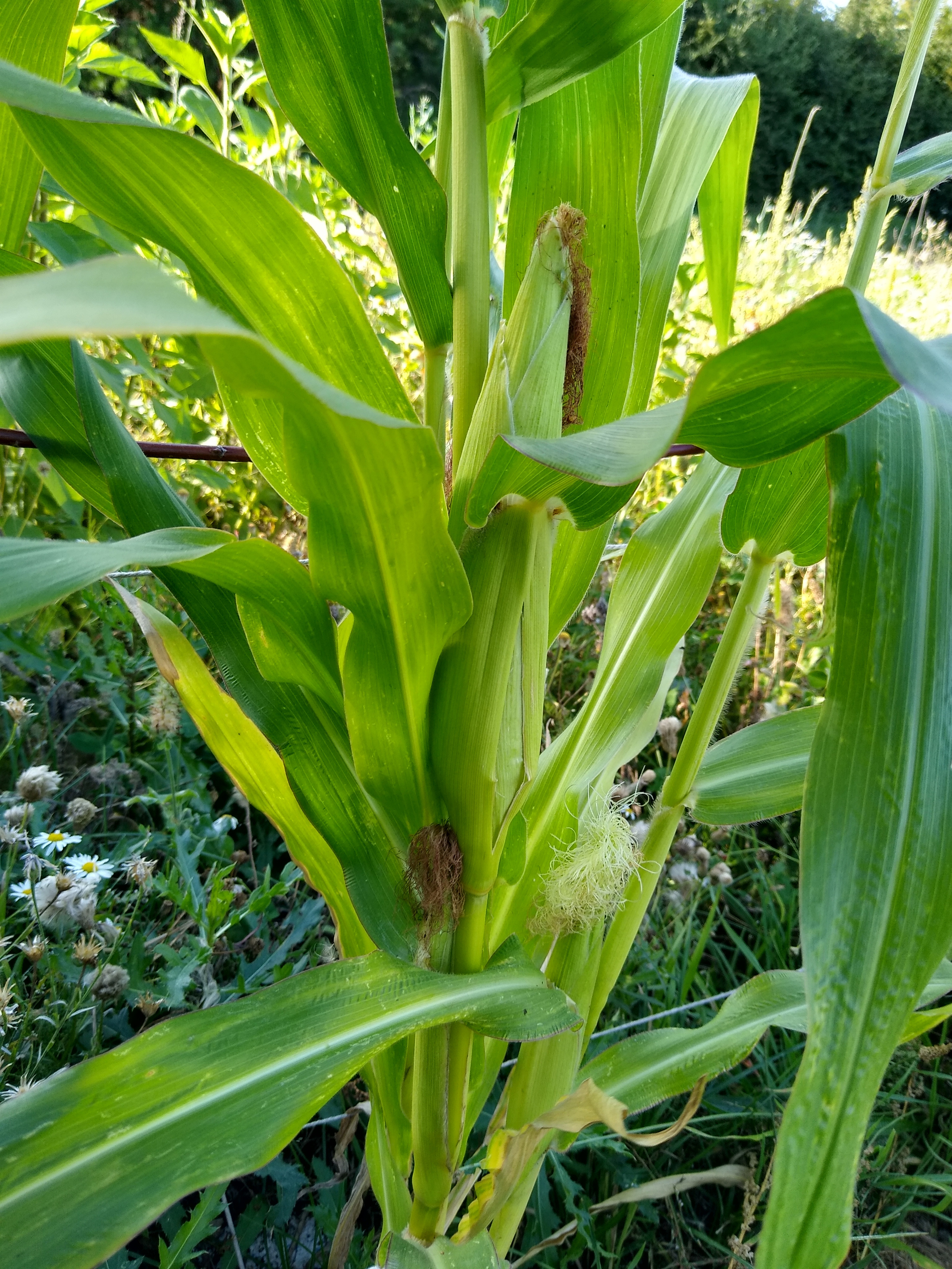 August. Kiki-Niki-Cha! Learn, play, and discover with us!