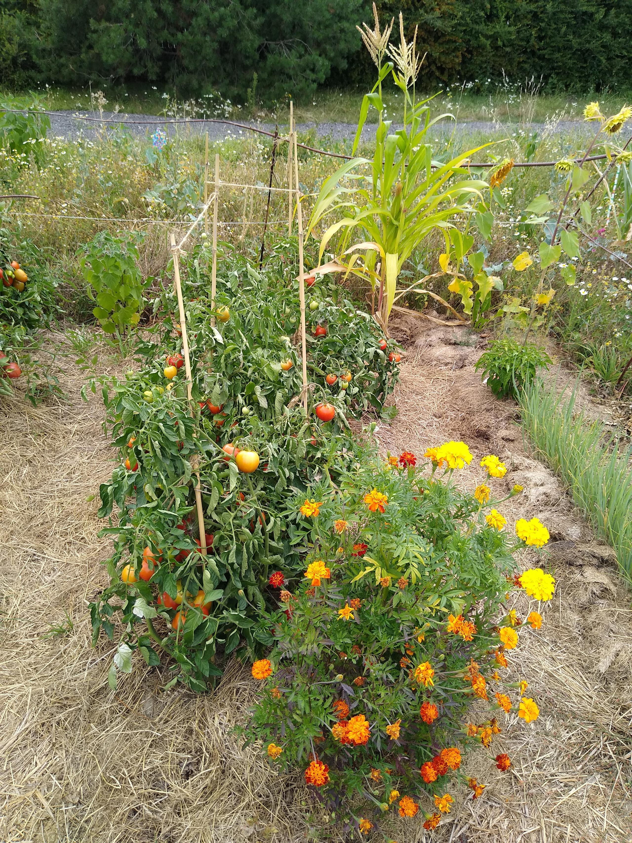 August. Kiki-Niki-Cha! Learn, play, and discover with us!