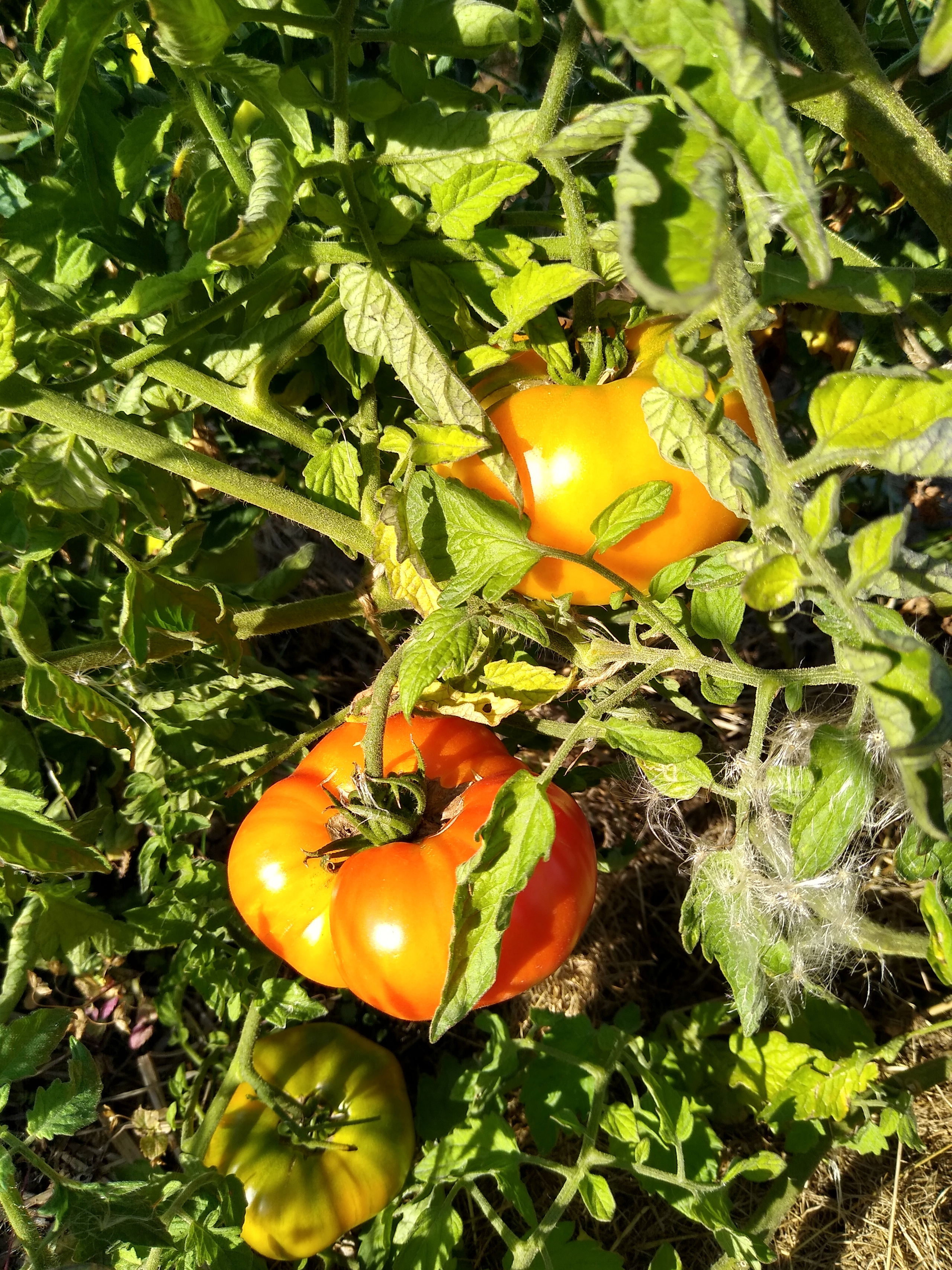 August. Kiki-Niki-Cha! Learn, play, and discover with us!