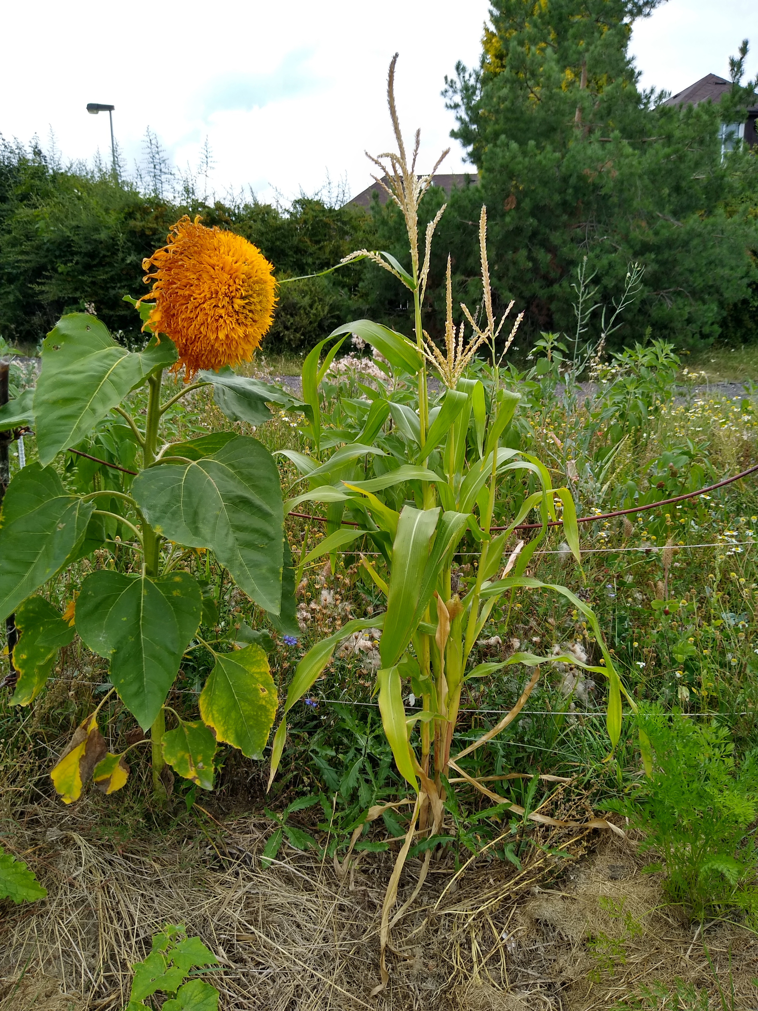 August. Kiki-Niki-Cha! Learn, play, and discover with us!