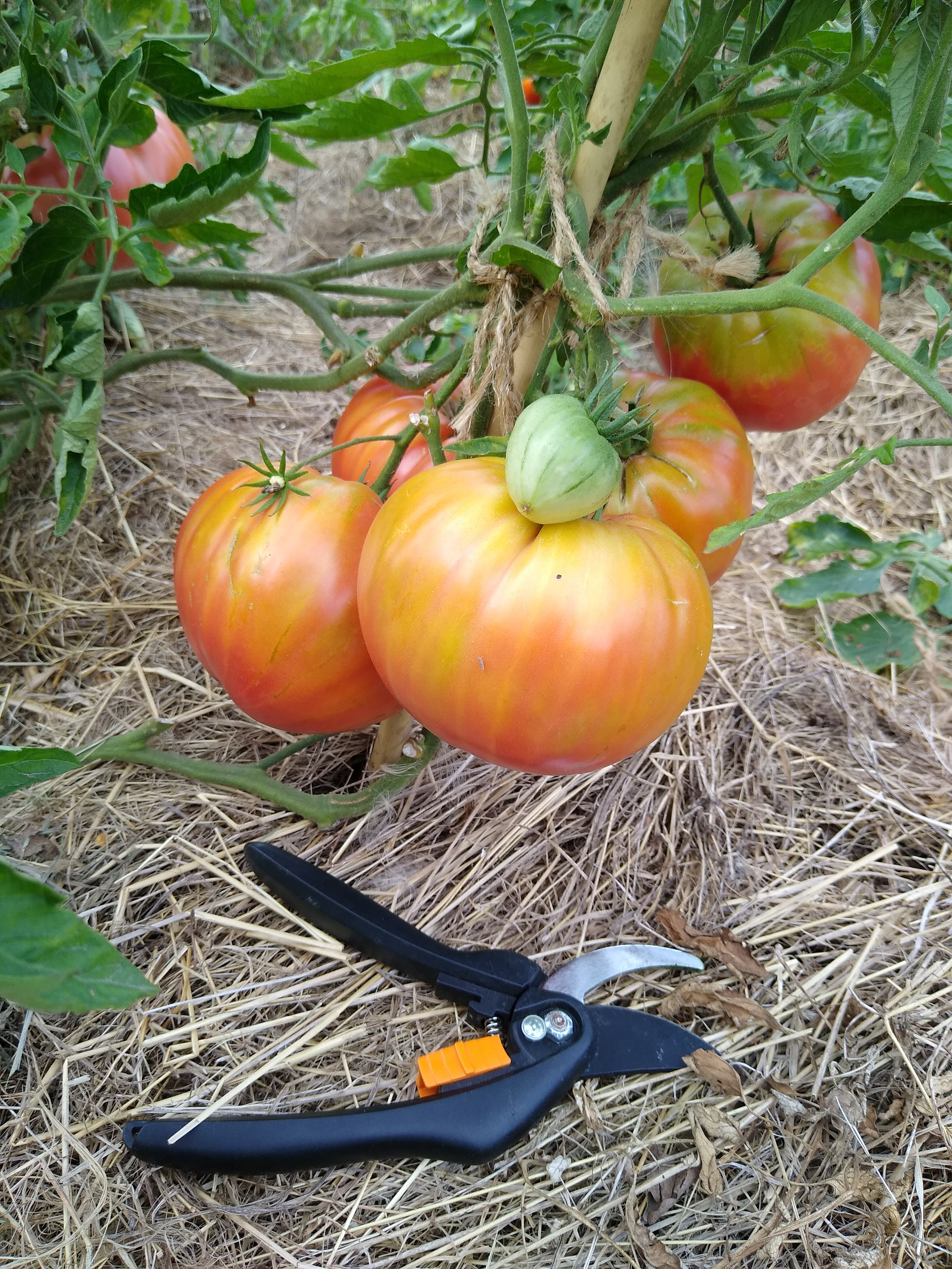 August. Kiki-Niki-Cha! Learn, play, and discover with us!