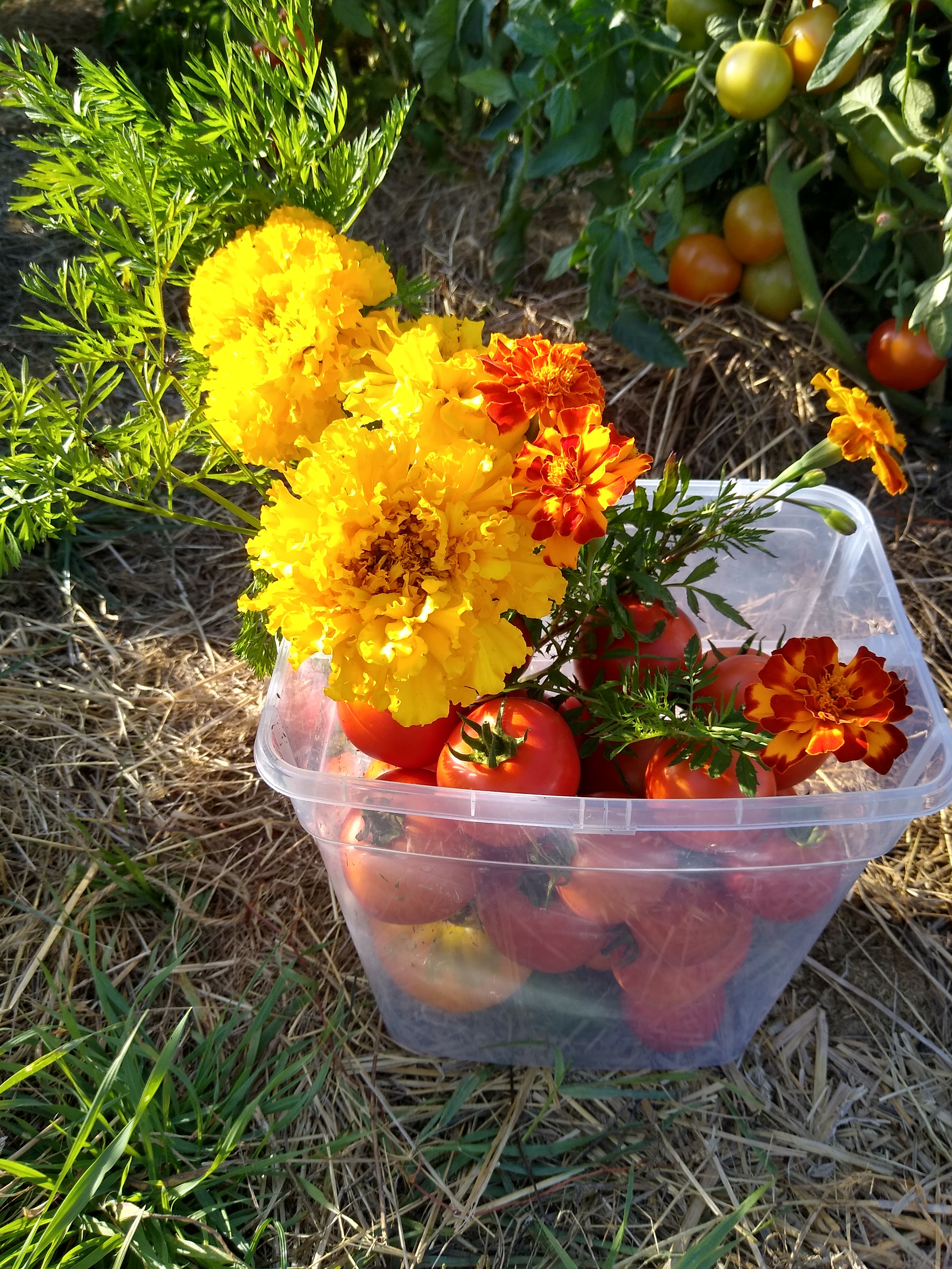 August. Kiki-Niki-Cha! Learn, play, and discover with us!