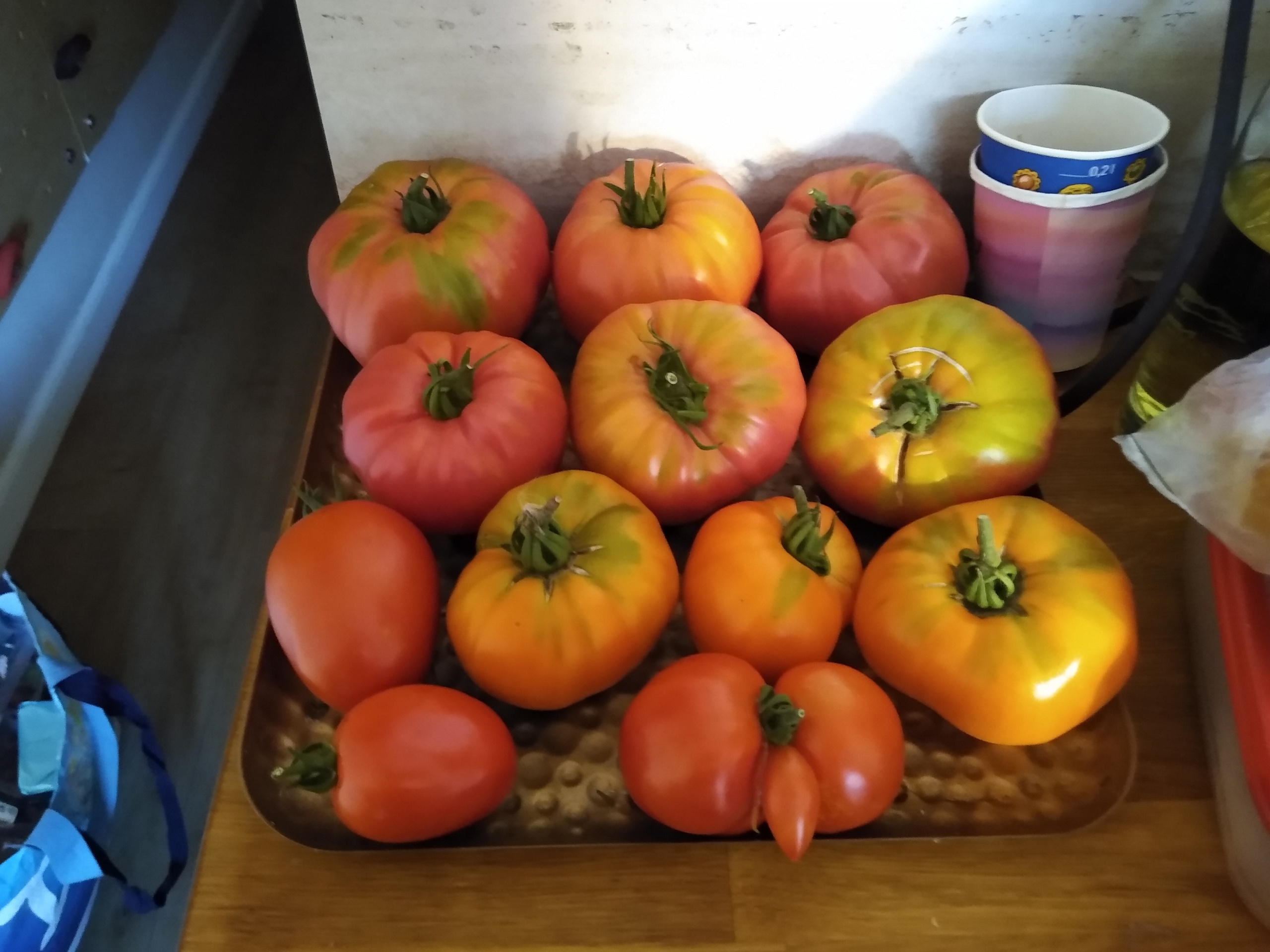 August. Kiki-Niki-Cha! Learn, play, and discover with us!