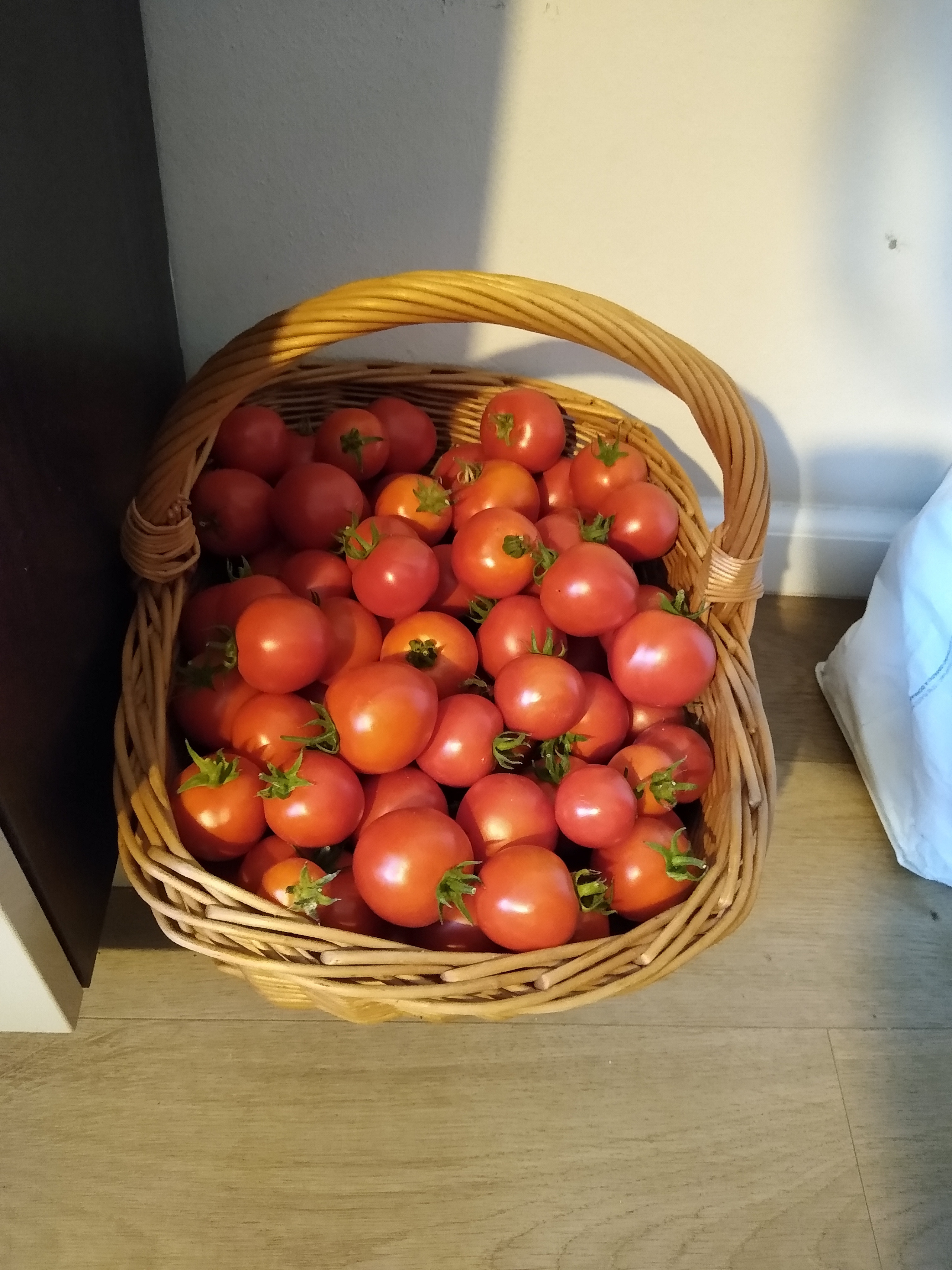 August. Kiki-Niki-Cha! Learn, play, and discover with us!