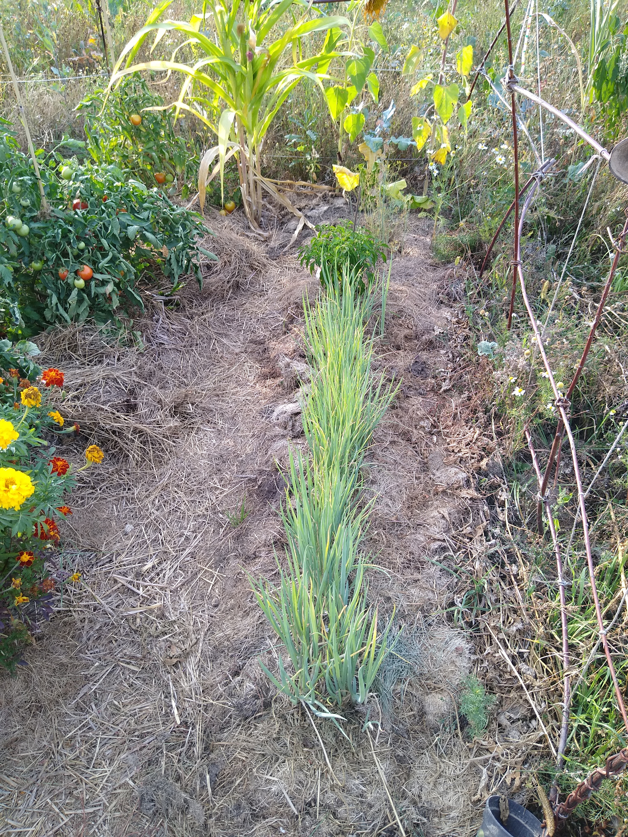 August. Kiki-Niki-Cha! Learn, play, and discover with us!