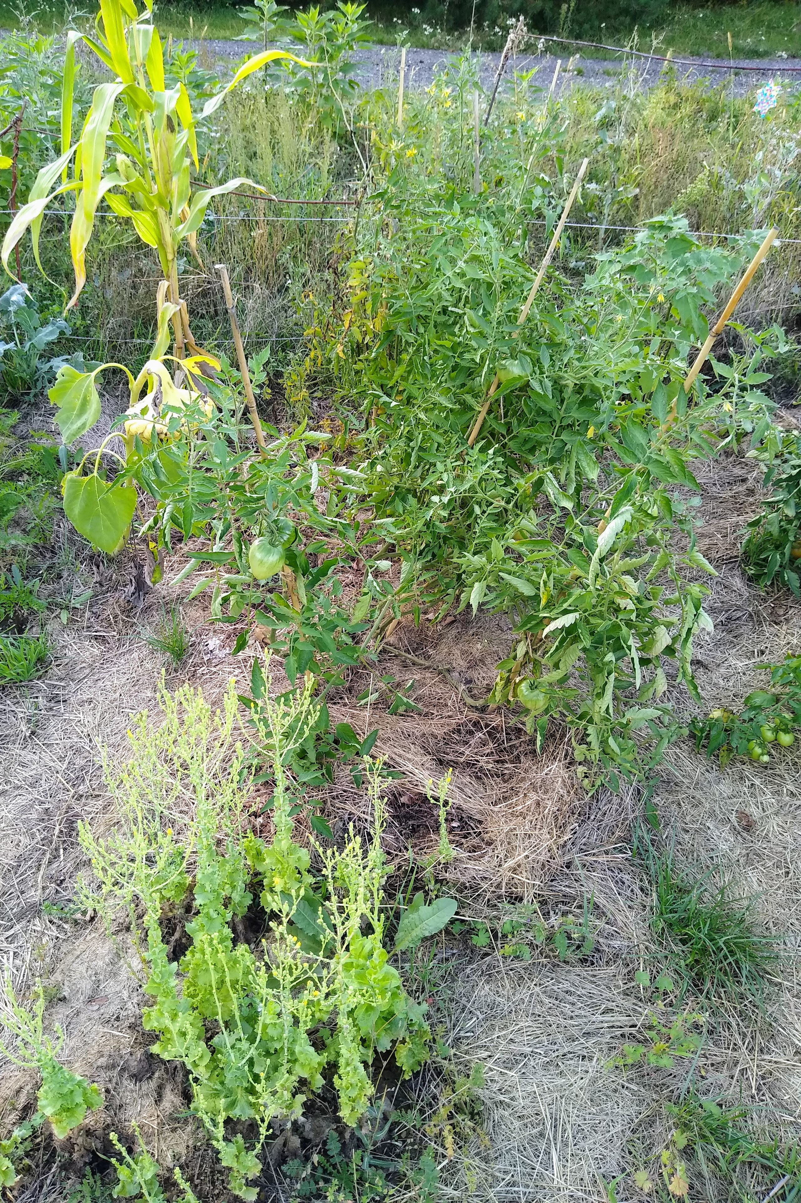 August. Kiki-Niki-Cha! Learn, play, and discover with us!