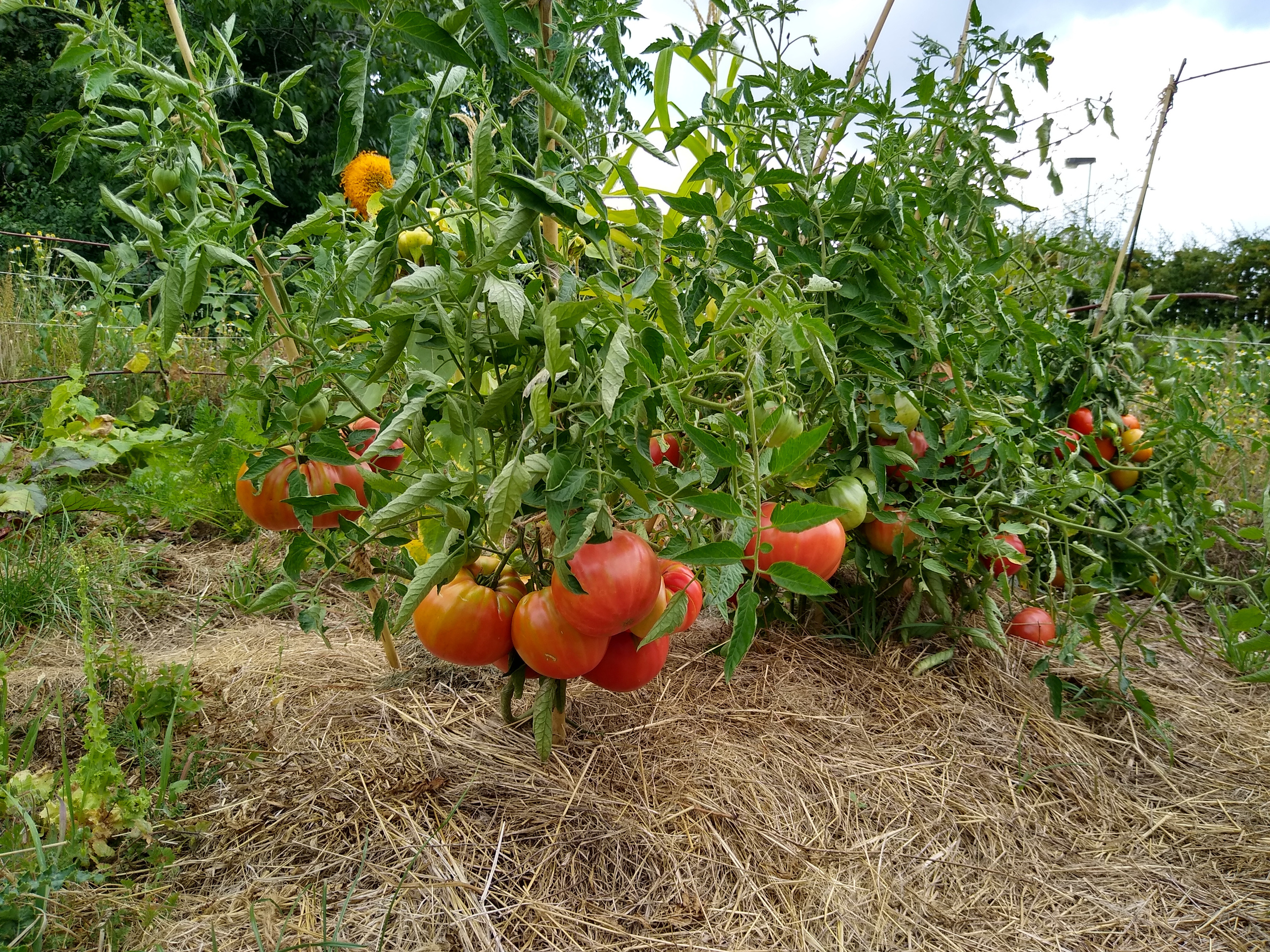 August. Kiki-Niki-Cha! Learn, play, and discover with us!