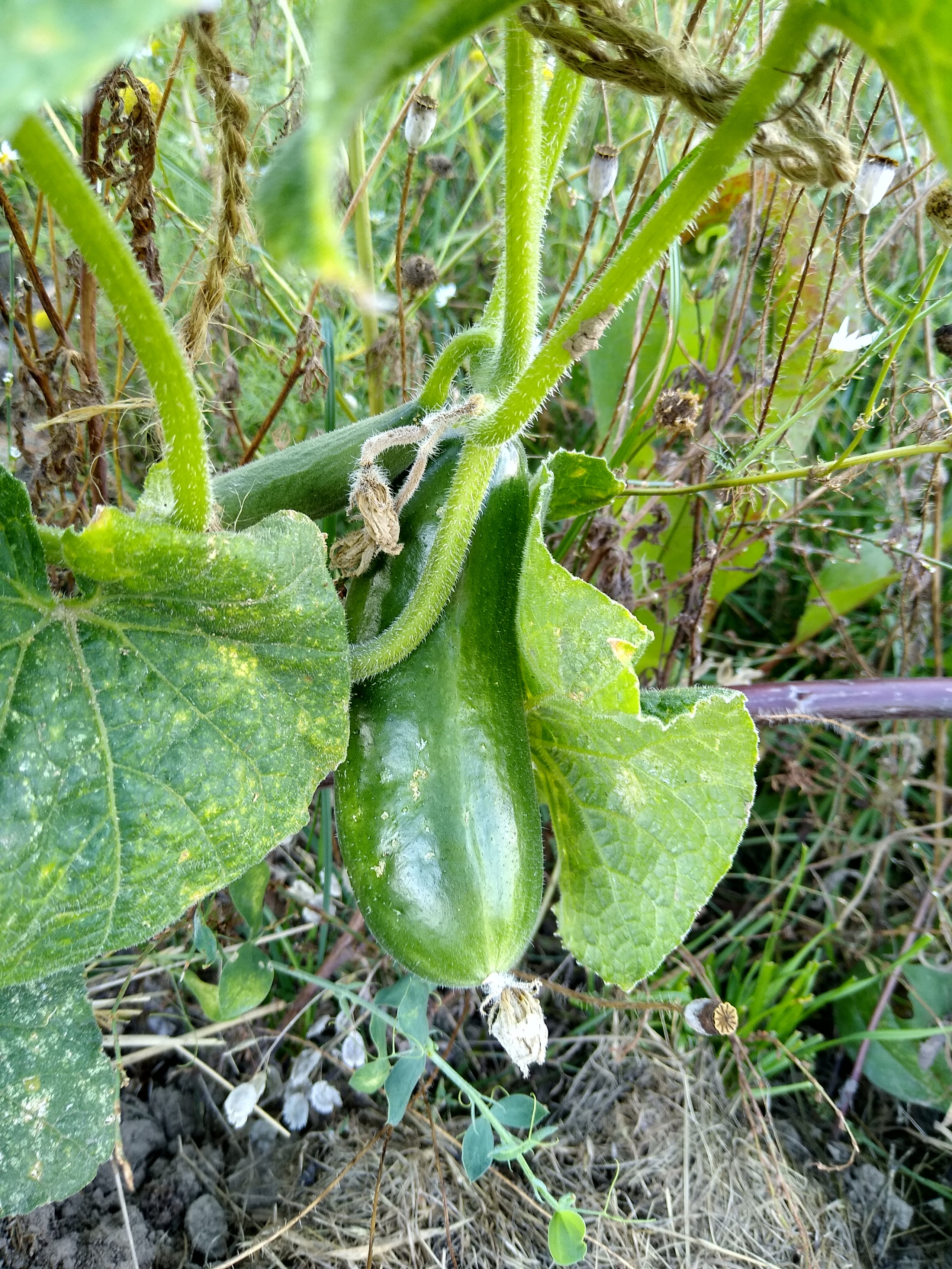 August. Kiki-Niki-Cha! Learn, play, and discover with us!