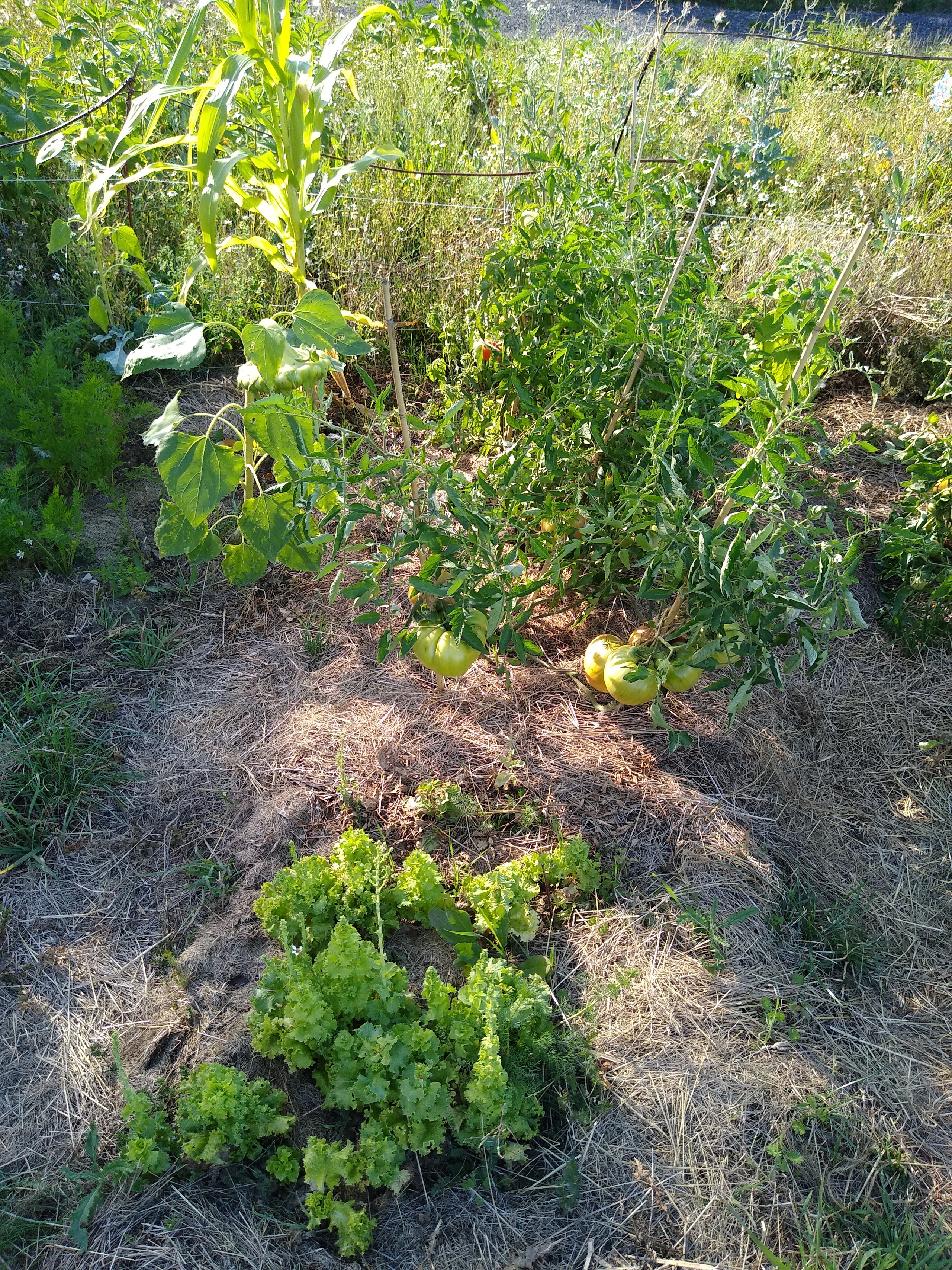 August. Kiki-Niki-Cha! Learn, play, and discover with us!