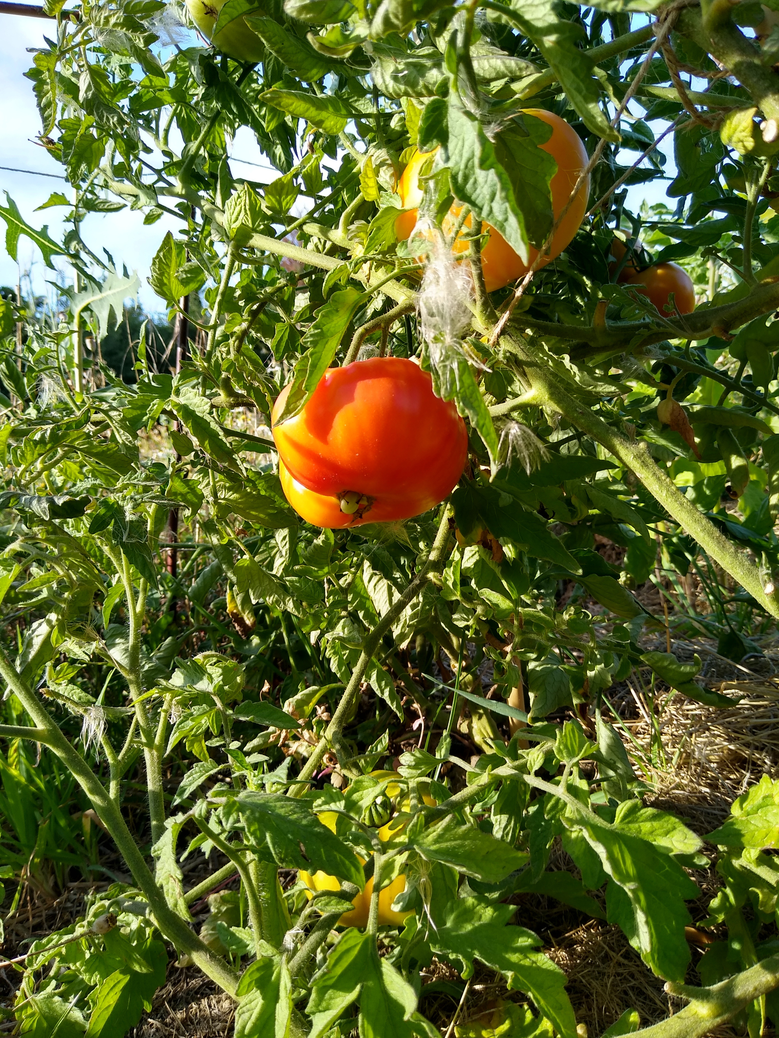 August. Kiki-Niki-Cha! Learn, play, and discover with us!