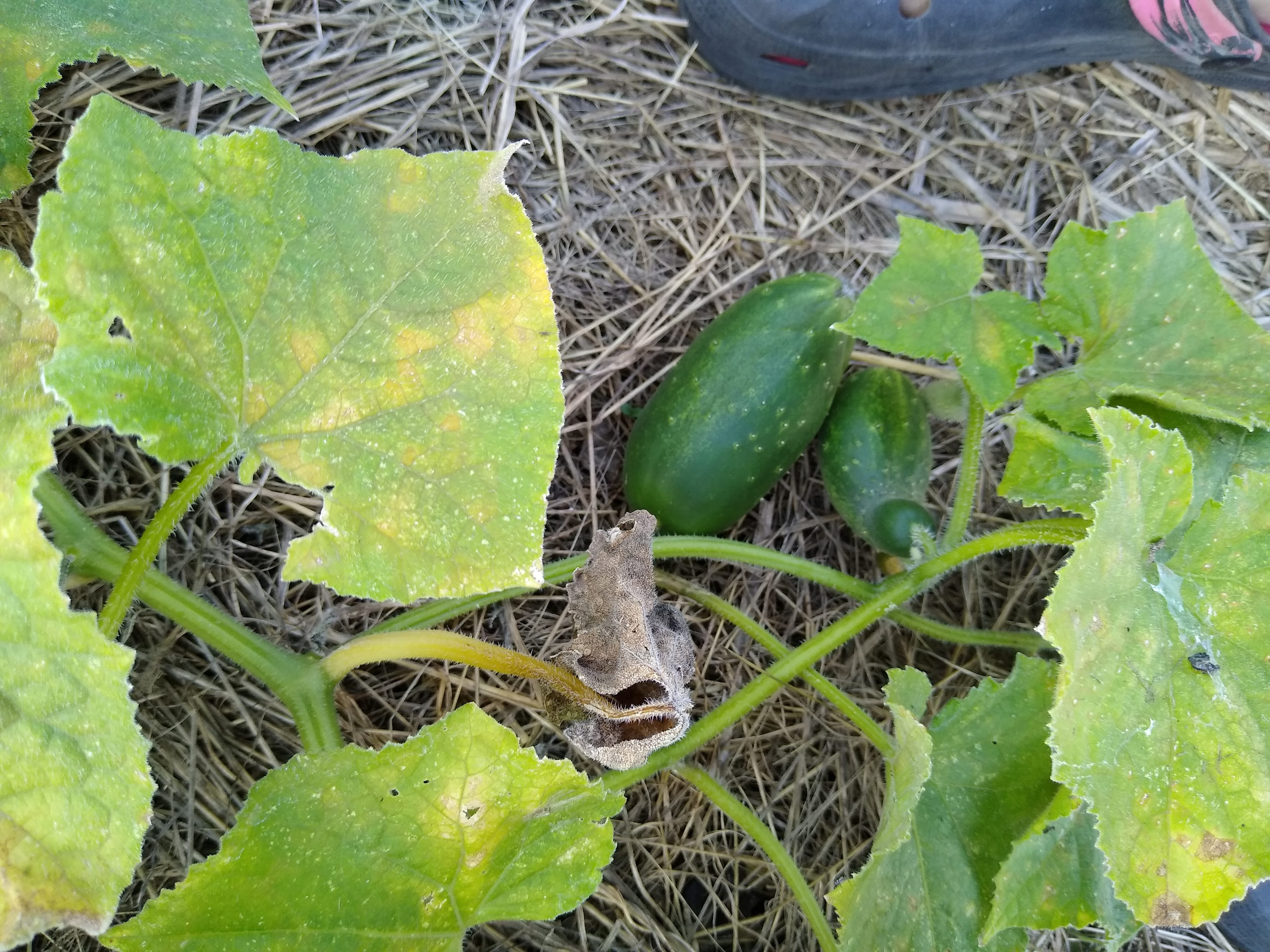 August. Kiki-Niki-Cha! Learn, play, and discover with us!