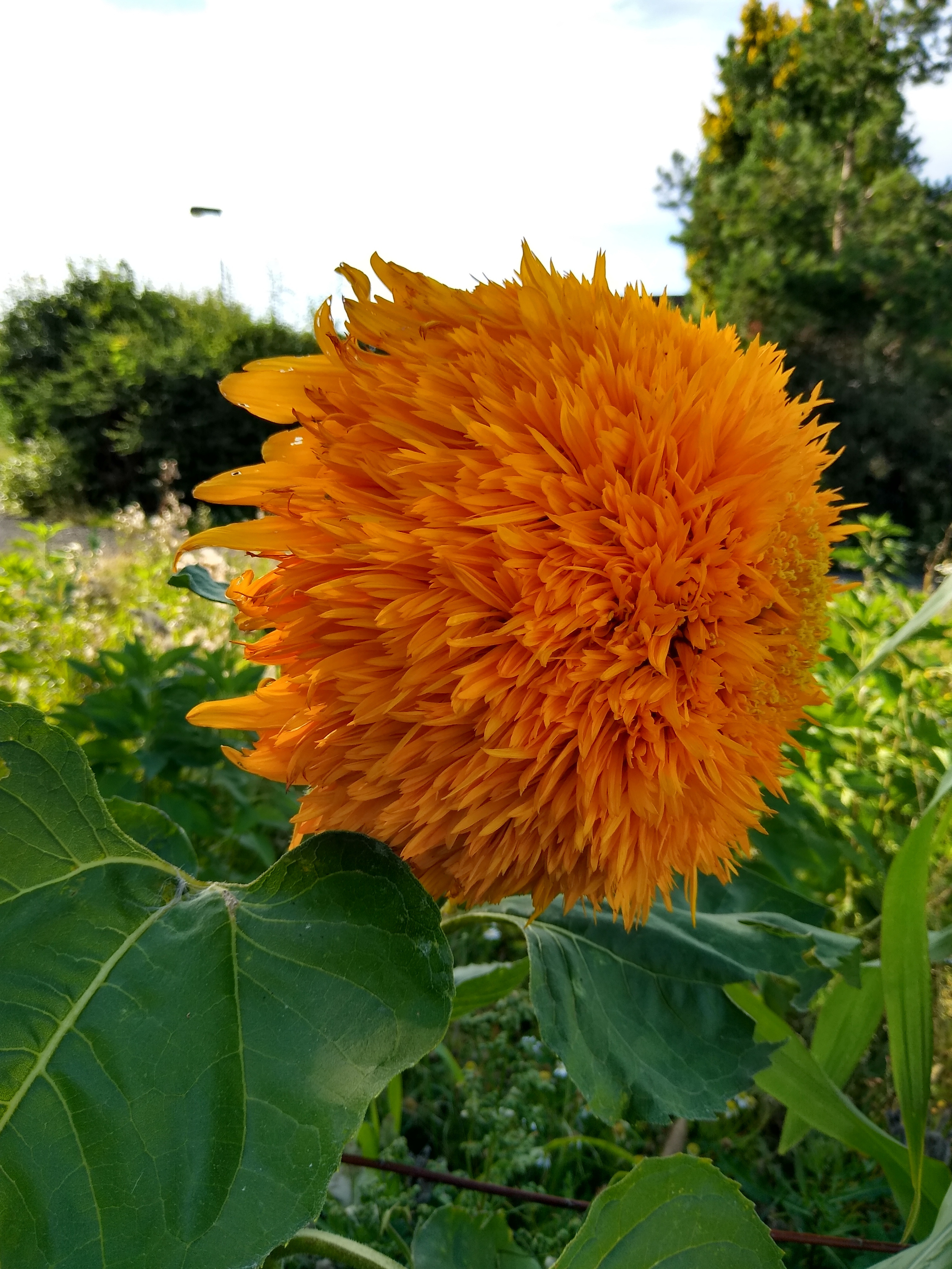 August. Kiki-Niki-Cha! Learn, play, and discover with us!