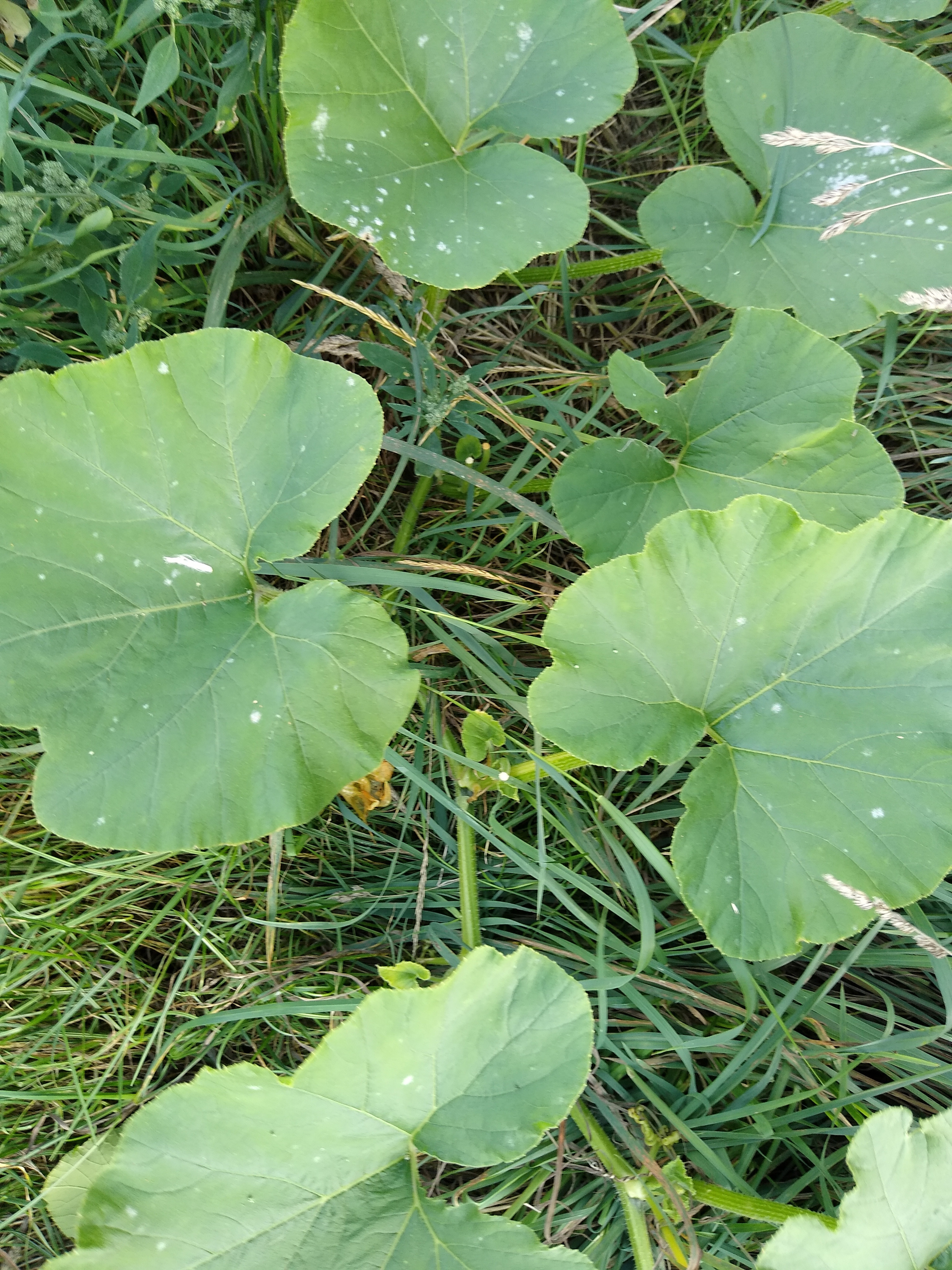 August. Kiki-Niki-Cha! Learn, play, and discover with us!