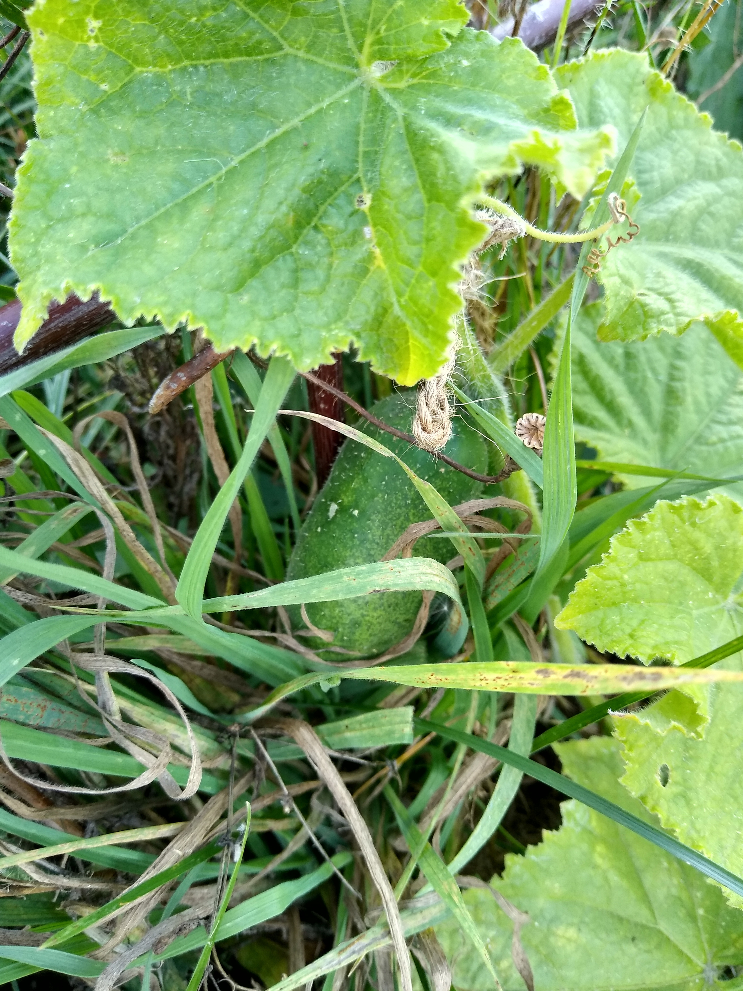 August. Kiki-Niki-Cha! Learn, play, and discover with us!