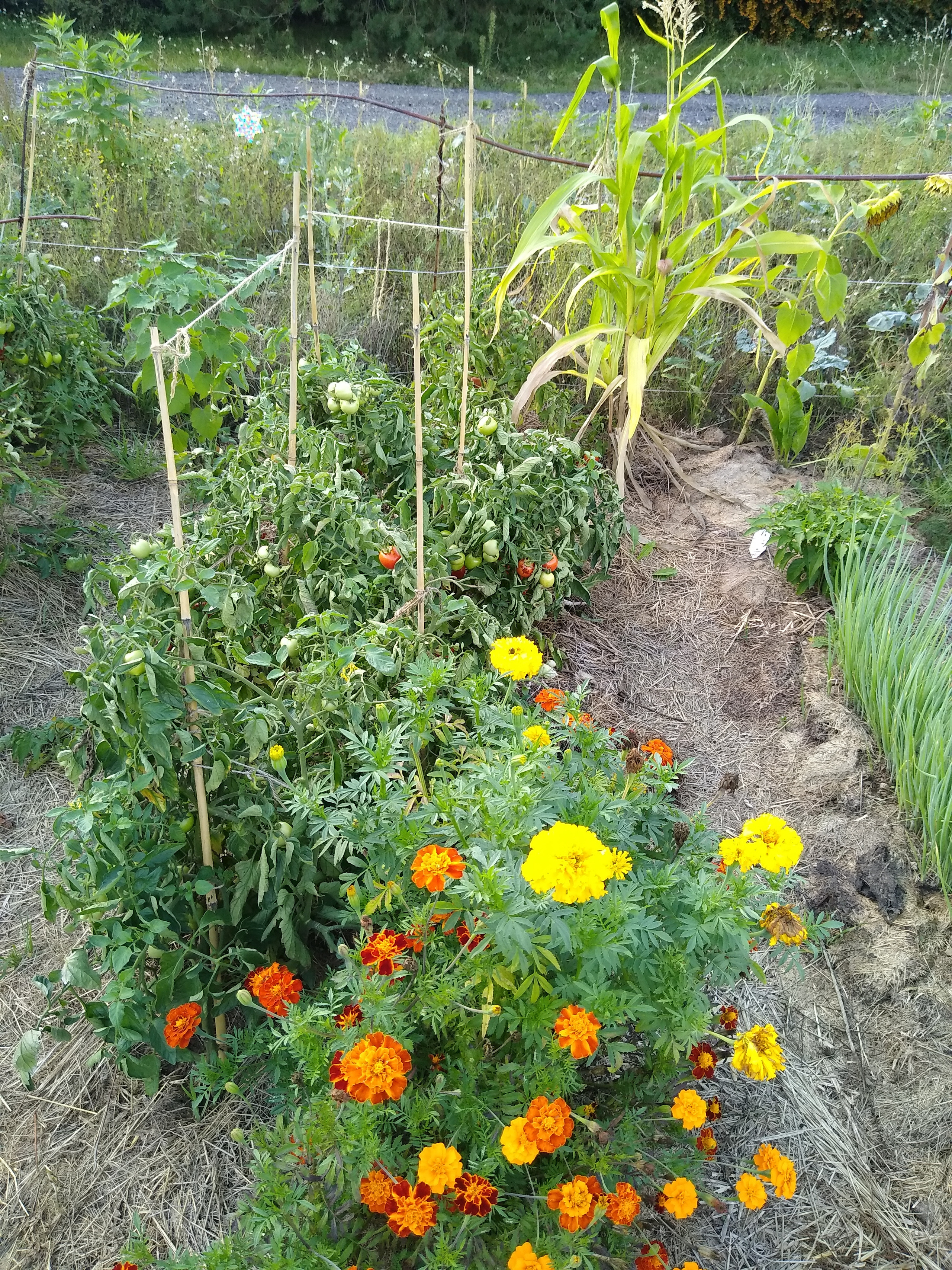 August. Kiki-Niki-Cha! Learn, play, and discover with us!