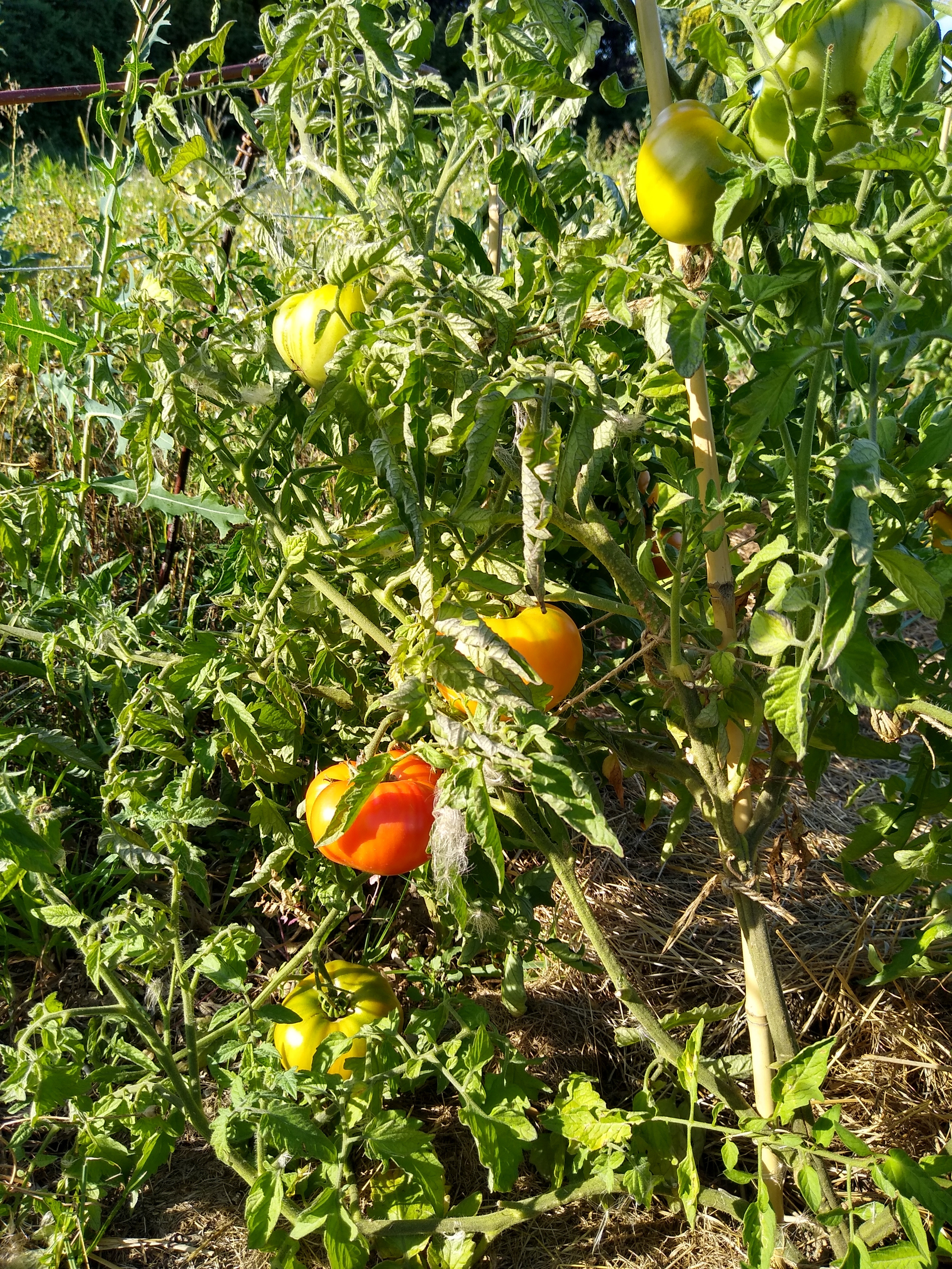 August. Kiki-Niki-Cha! Learn, play, and discover with us!