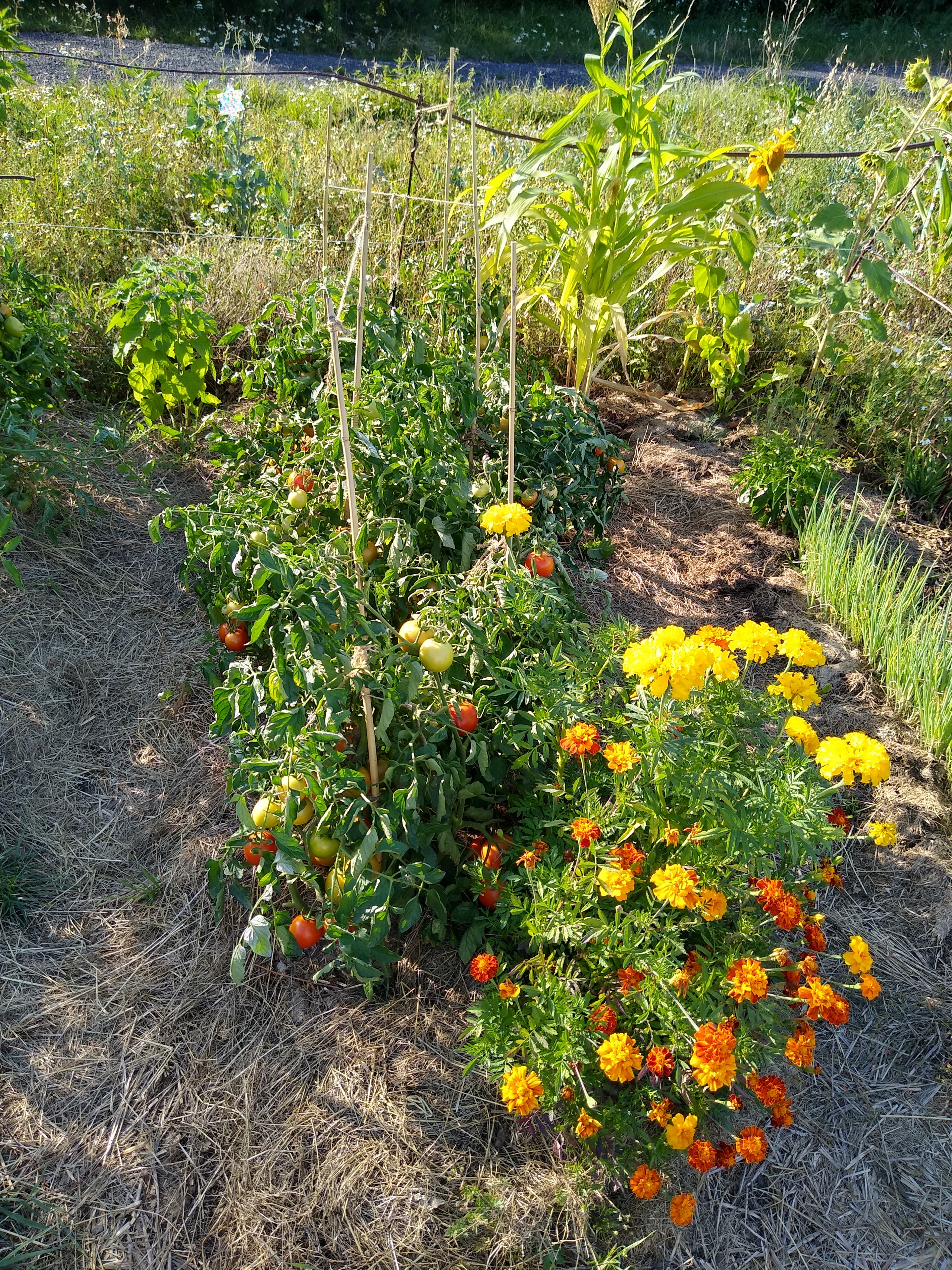 August. Kiki-Niki-Cha! Learn, play, and discover with us!