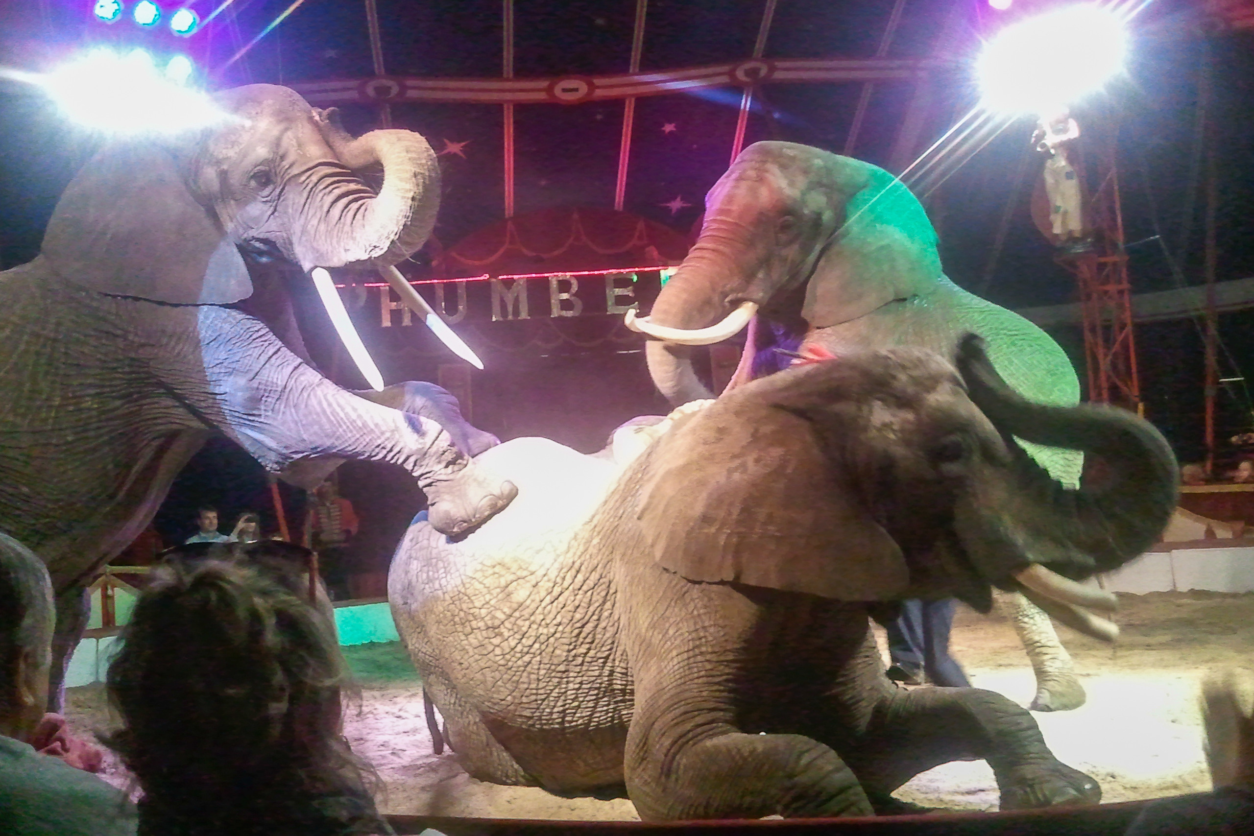 Humberto Circus. Kiki-Niki-Cha! Learn, play, and discover with us!