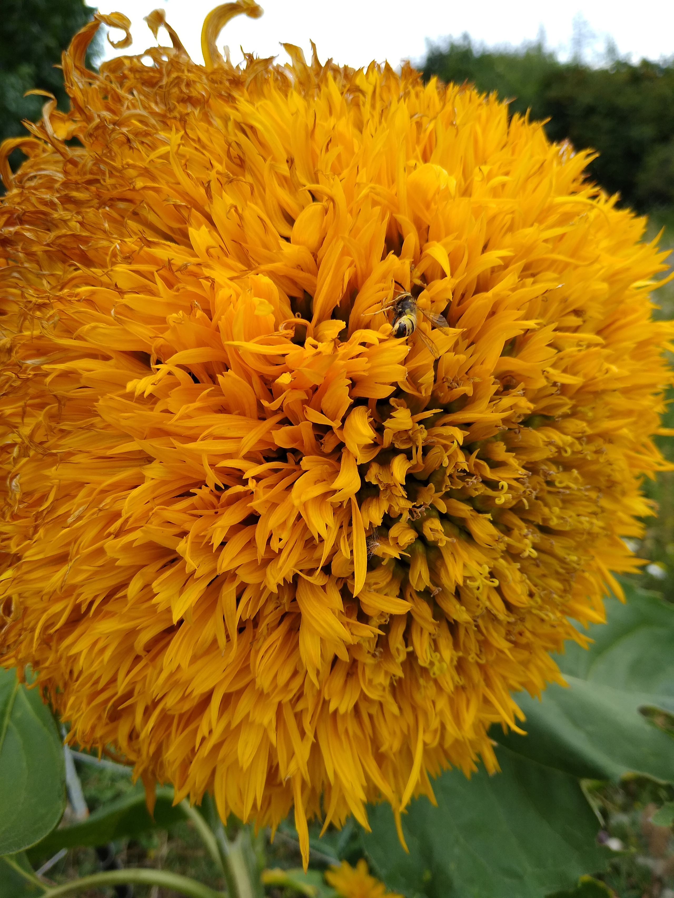 August. Kiki-Niki-Cha! Learn, play, and discover with us!