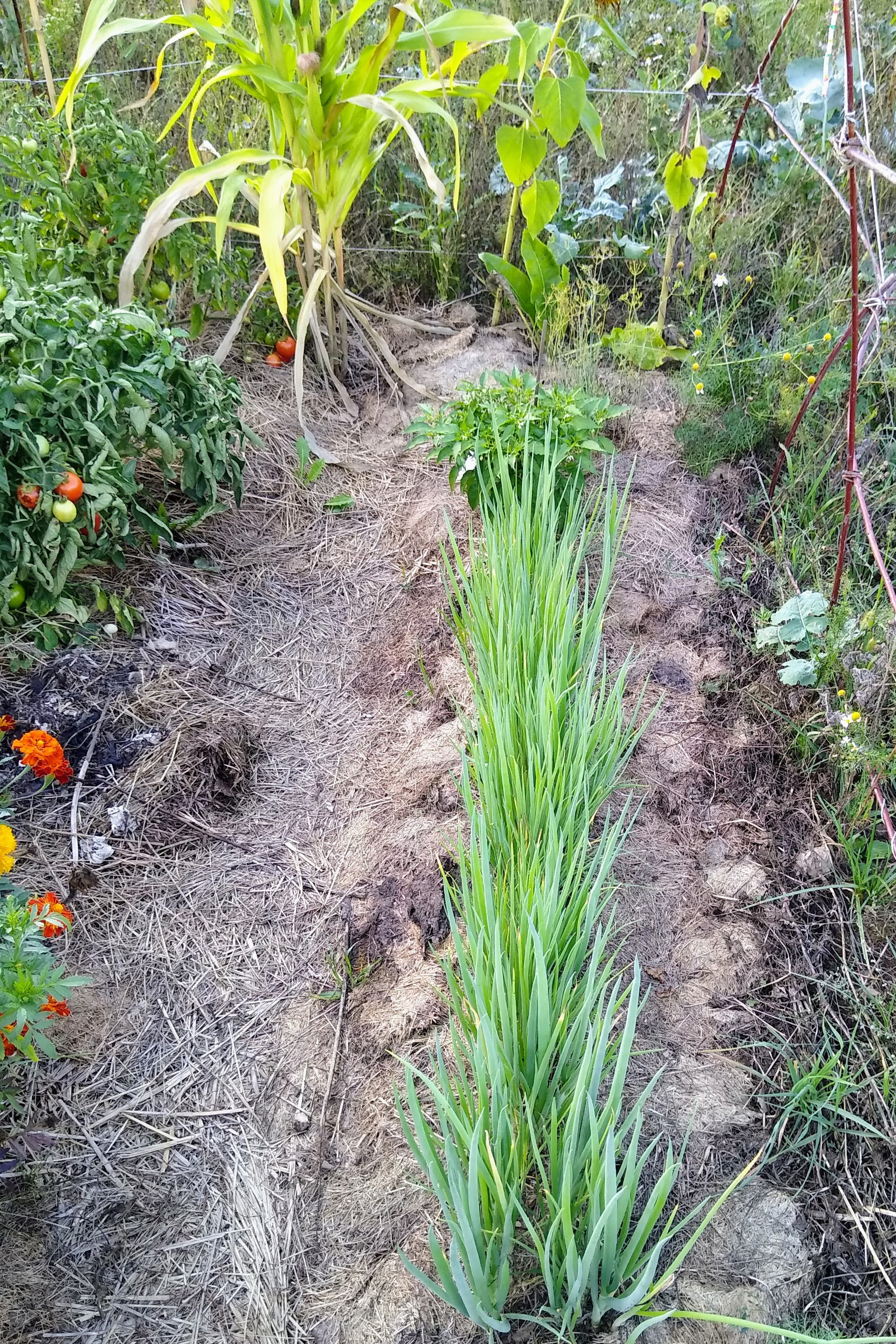 August. Kiki-Niki-Cha! Learn, play, and discover with us!