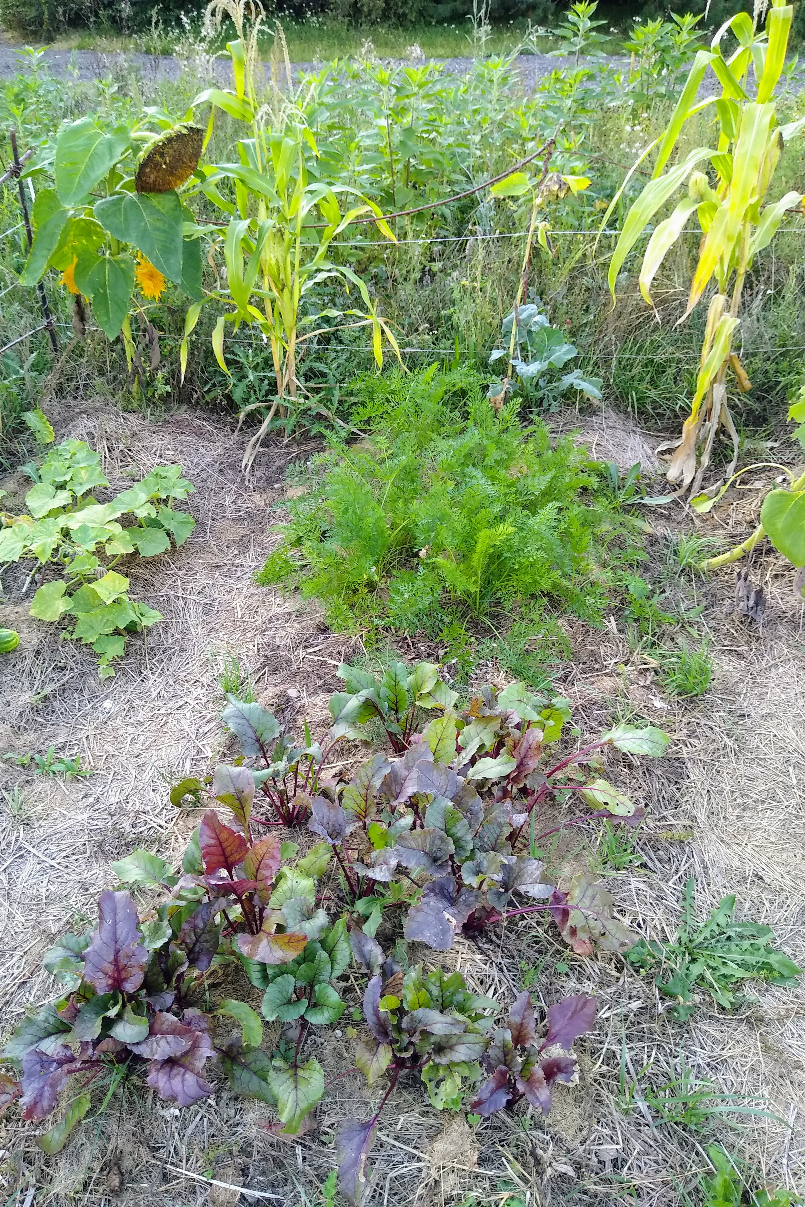 August. Kiki-Niki-Cha! Learn, play, and discover with us!