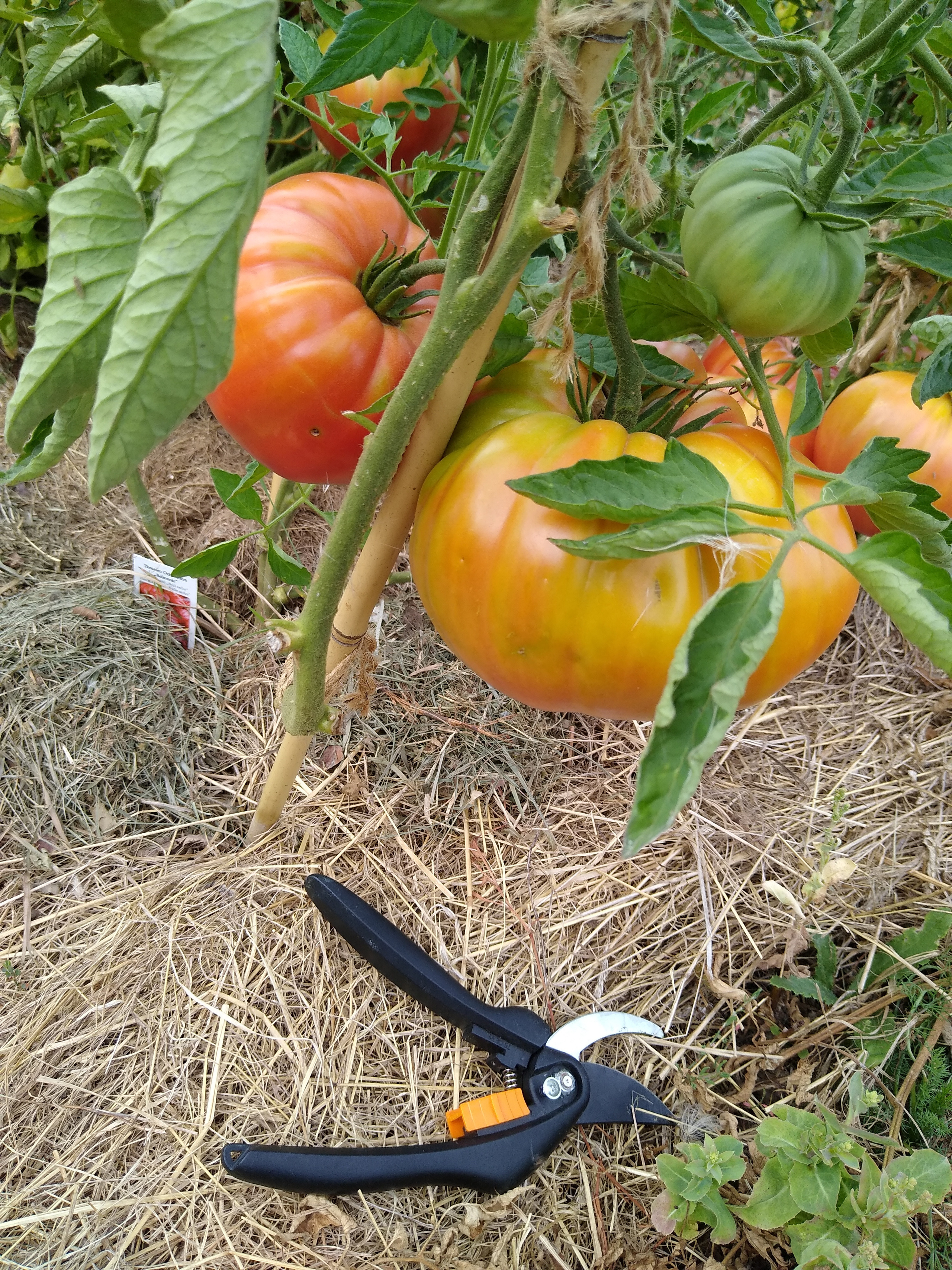 August. Kiki-Niki-Cha! Learn, play, and discover with us!