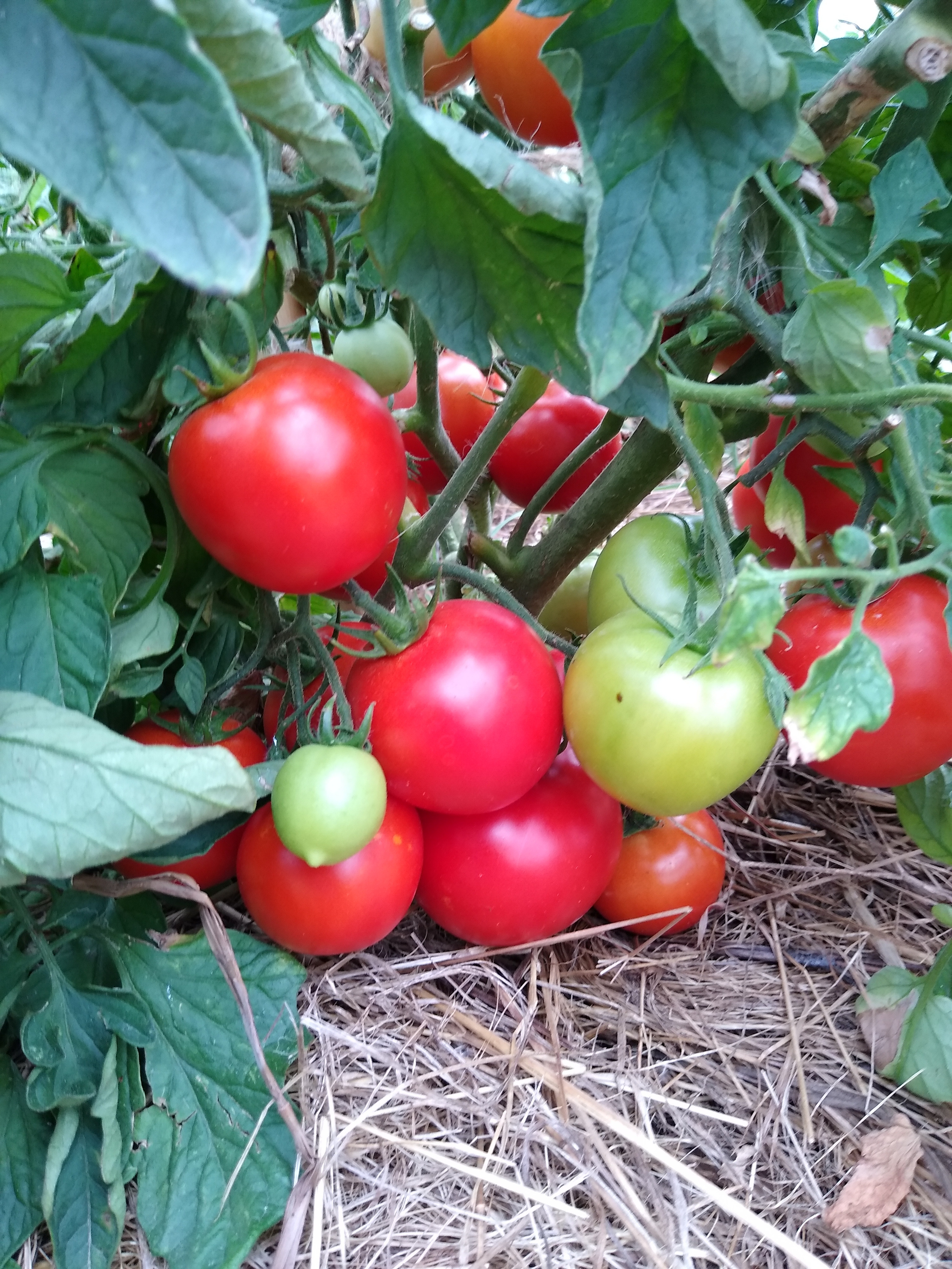 August. Kiki-Niki-Cha! Learn, play, and discover with us!