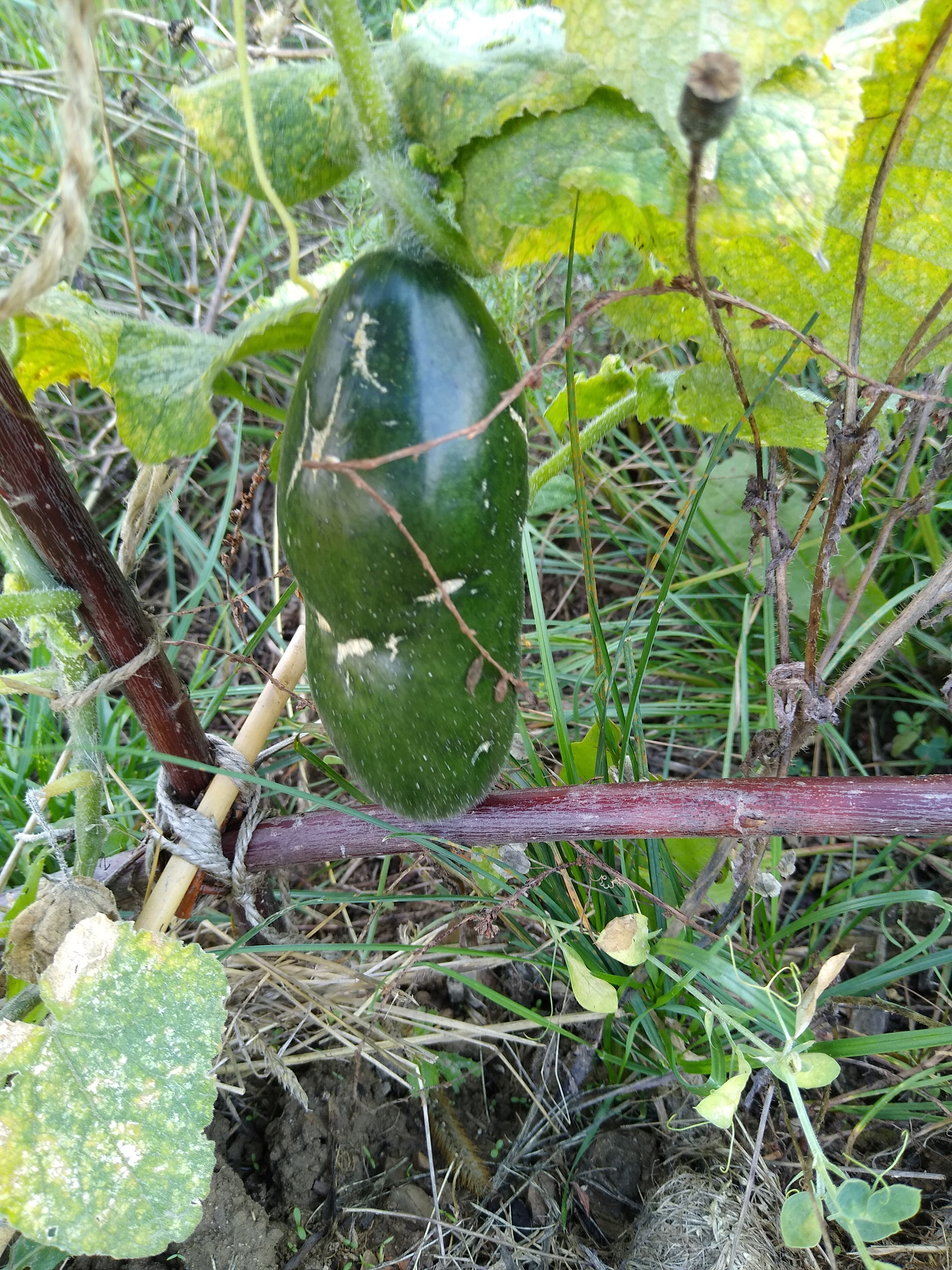 August. Kiki-Niki-Cha! Learn, play, and discover with us!