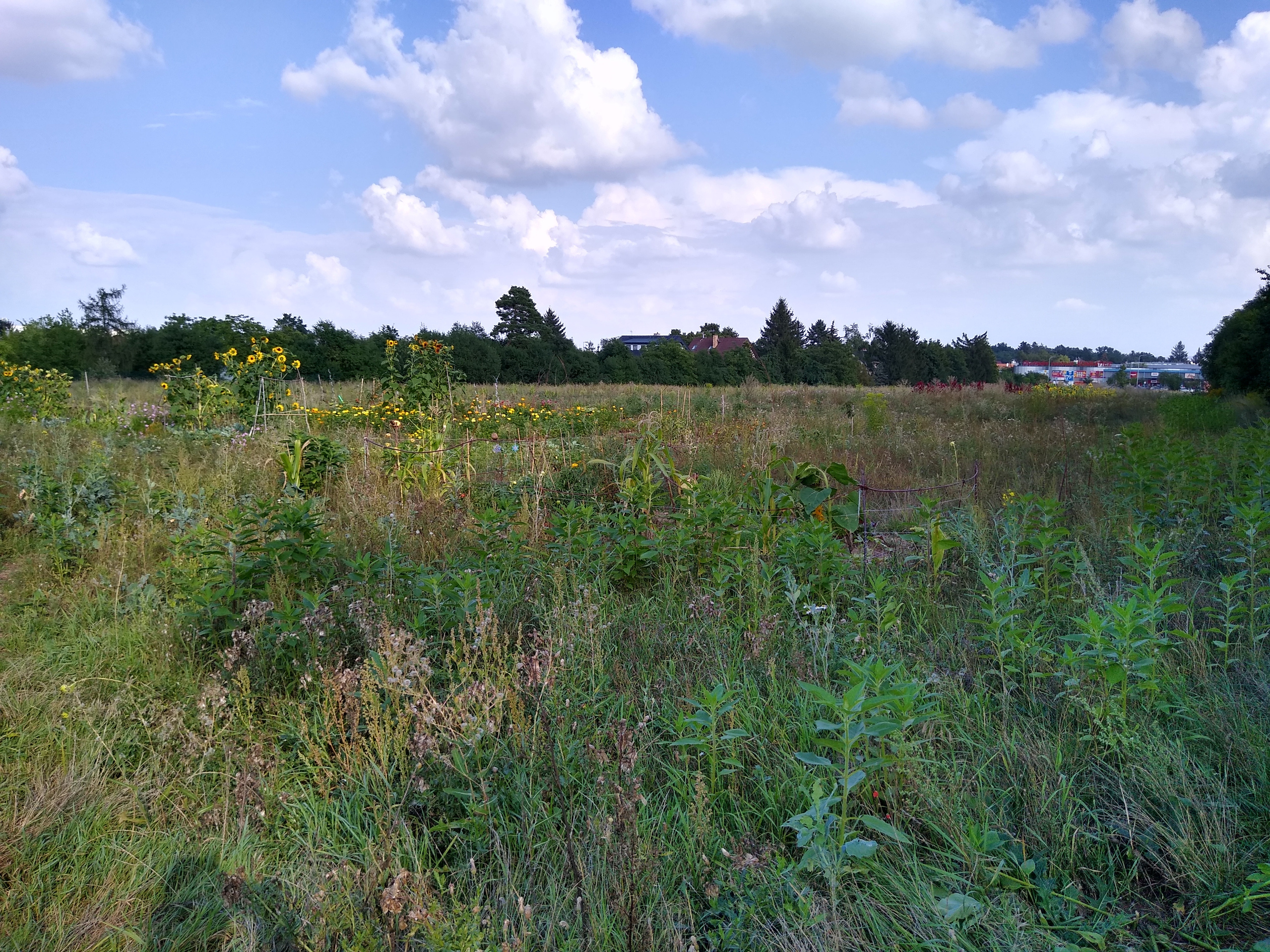 August. Kiki-Niki-Cha! Learn, play, and discover with us!