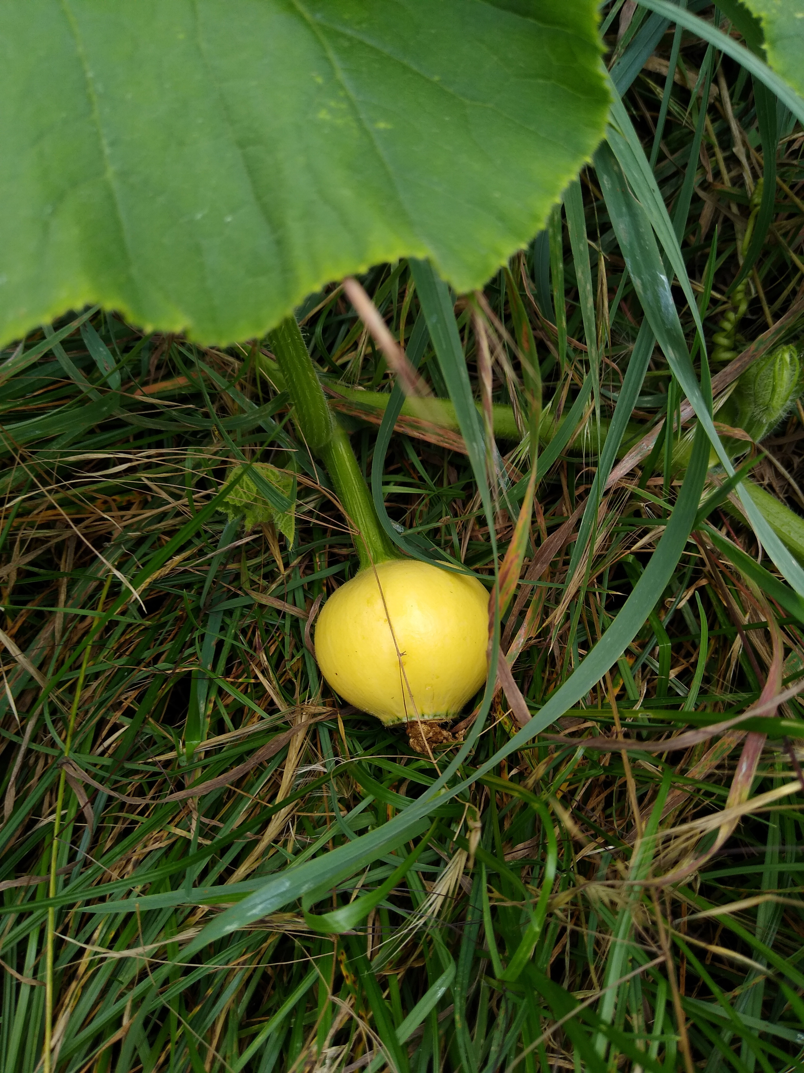 August. Kiki-Niki-Cha! Learn, play, and discover with us!