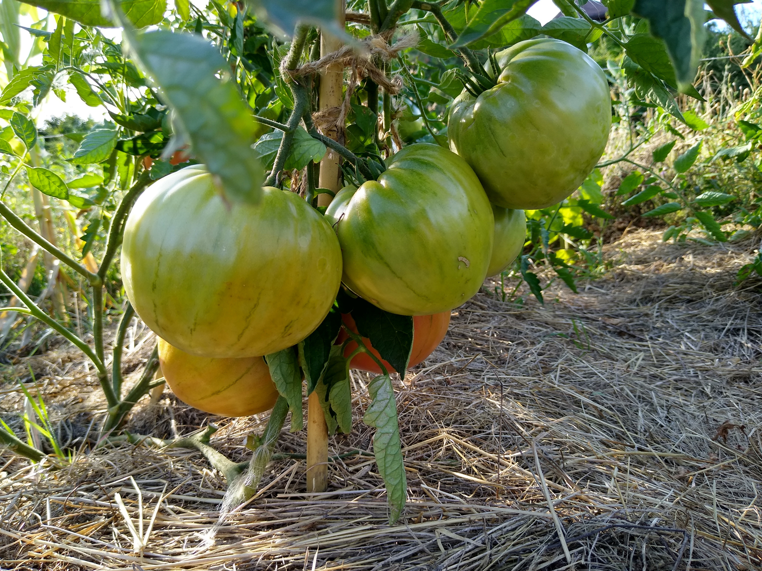 August. Kiki-Niki-Cha! Learn, play, and discover with us!