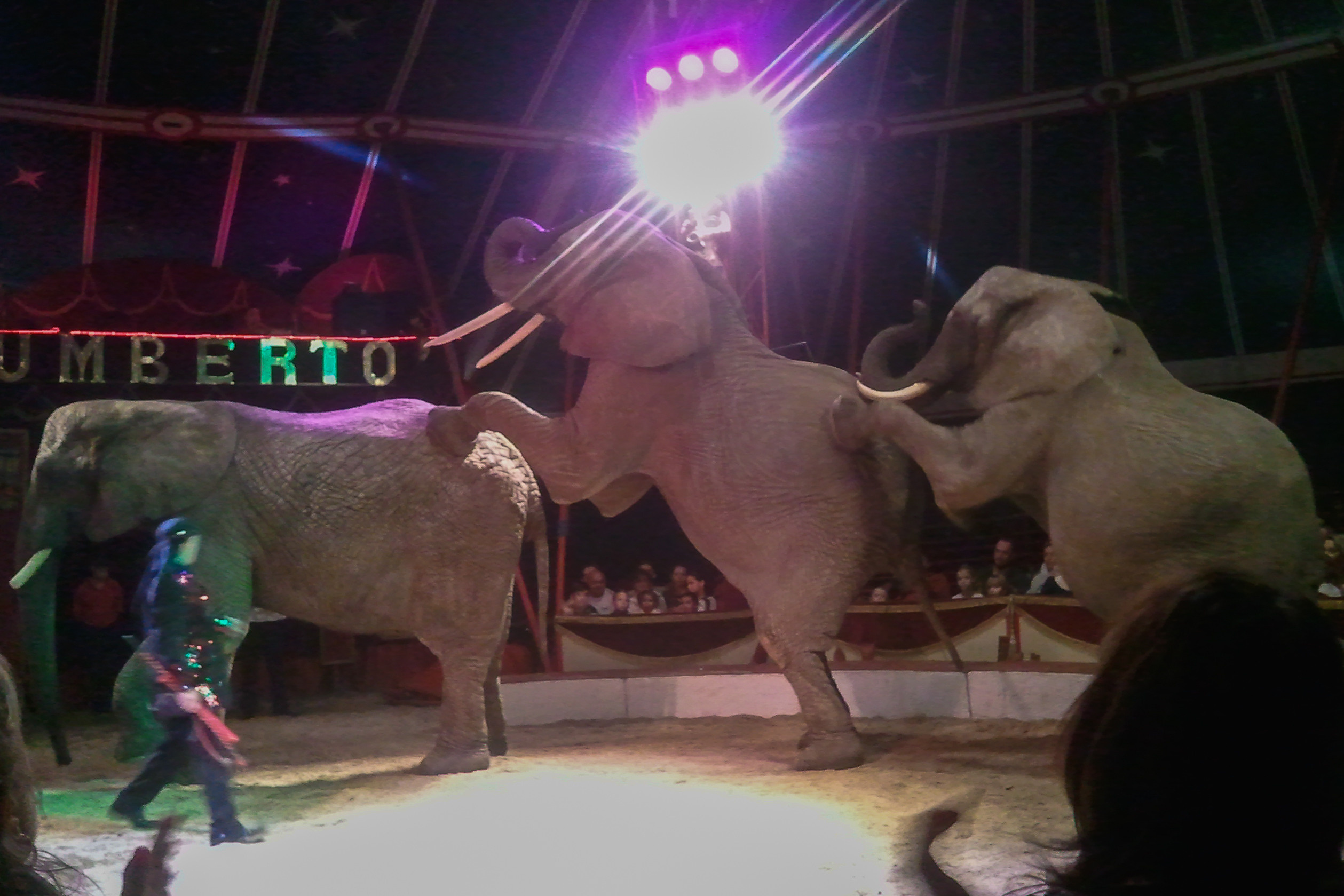 Humberto Circus. Kiki-Niki-Cha! Learn, play, and discover with us!