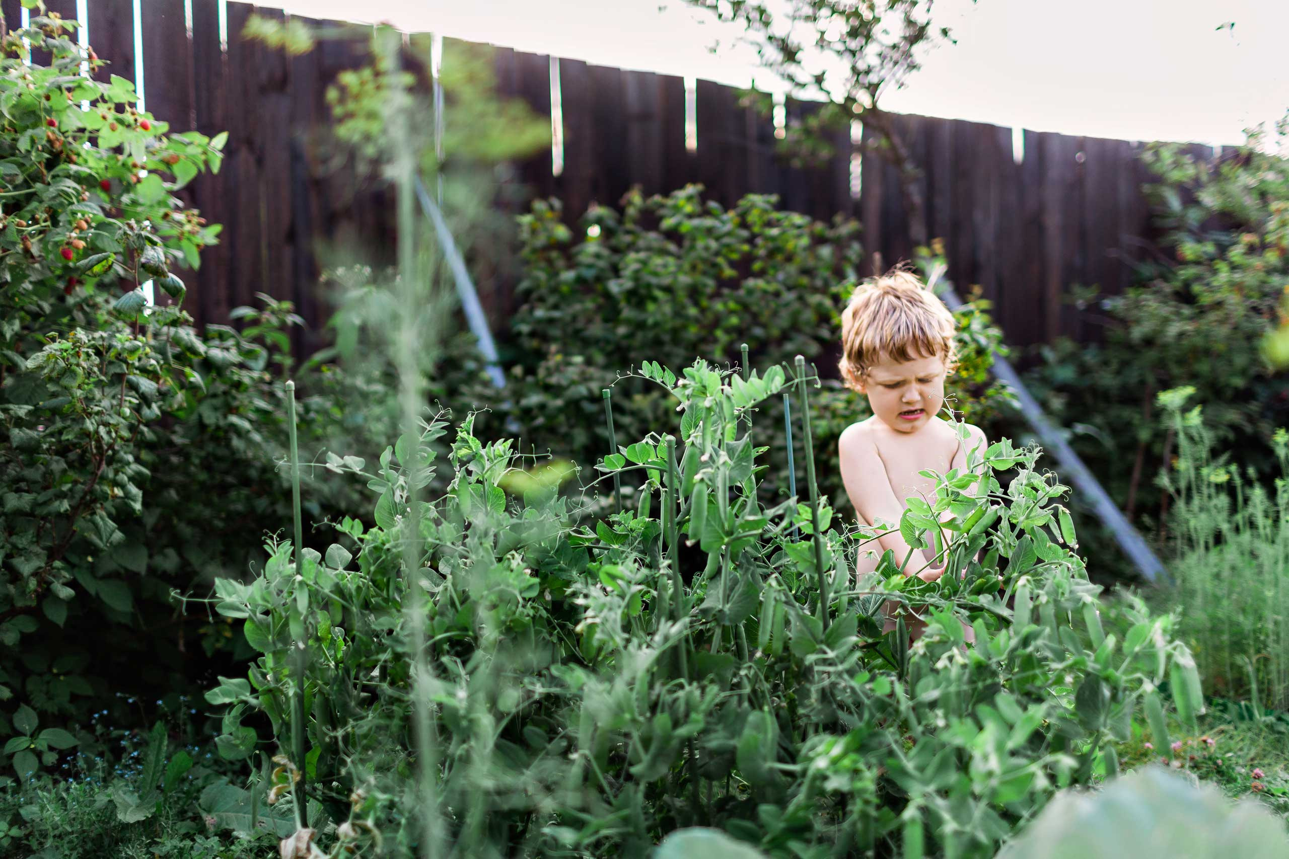 boy gathering berries during summer