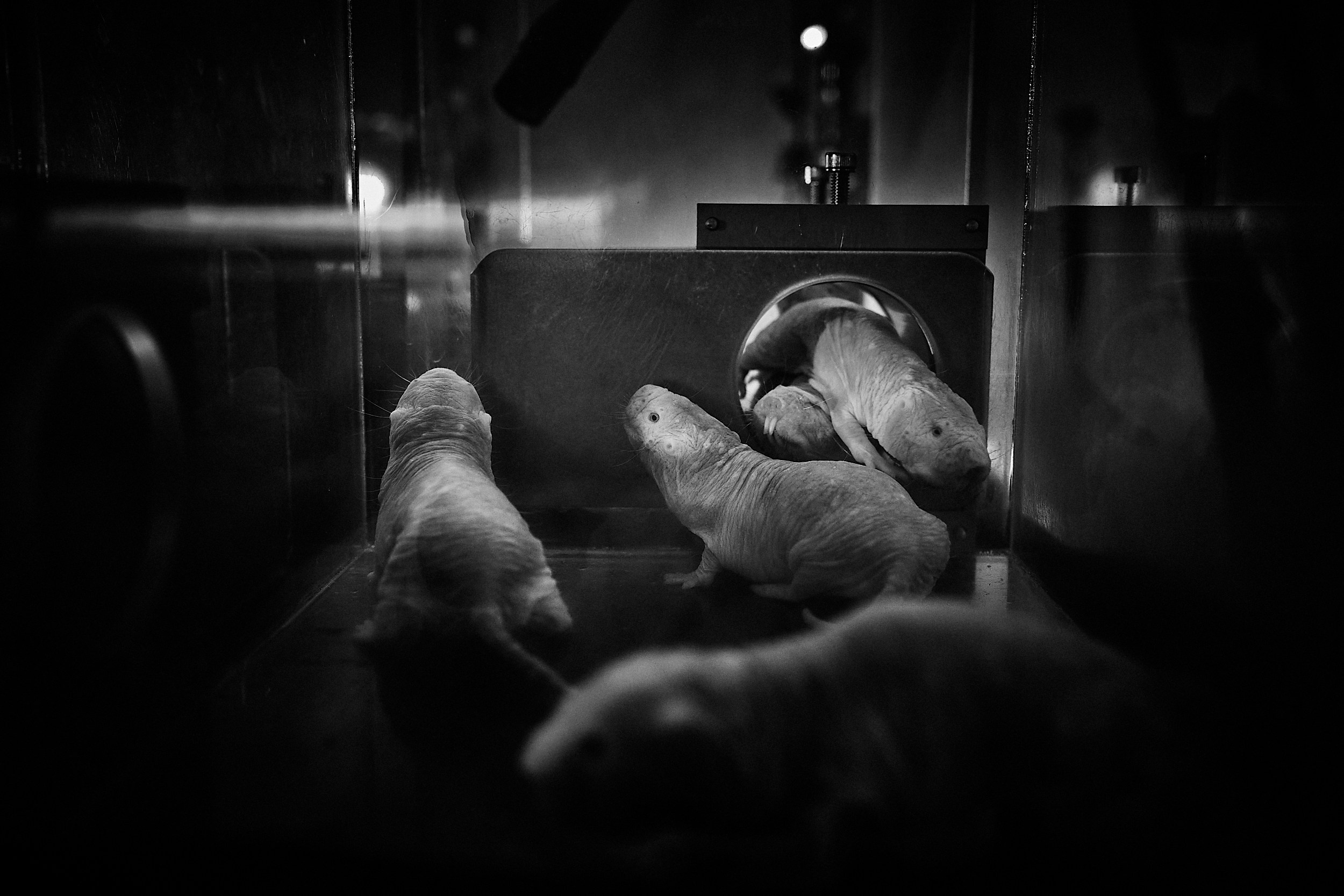 Immortality. GLISH ART — Timofey Glinin & Anastasia Shubina