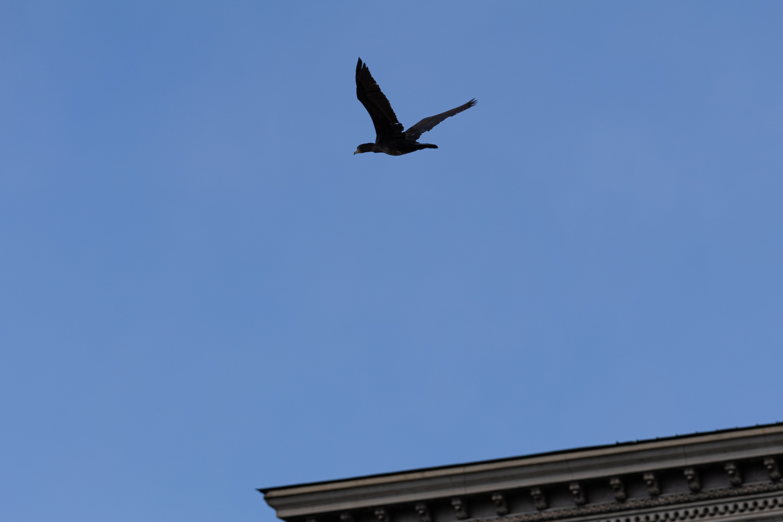 ფრთა ბუმბულისა და ფრთა რკინისა. FramefreeMan