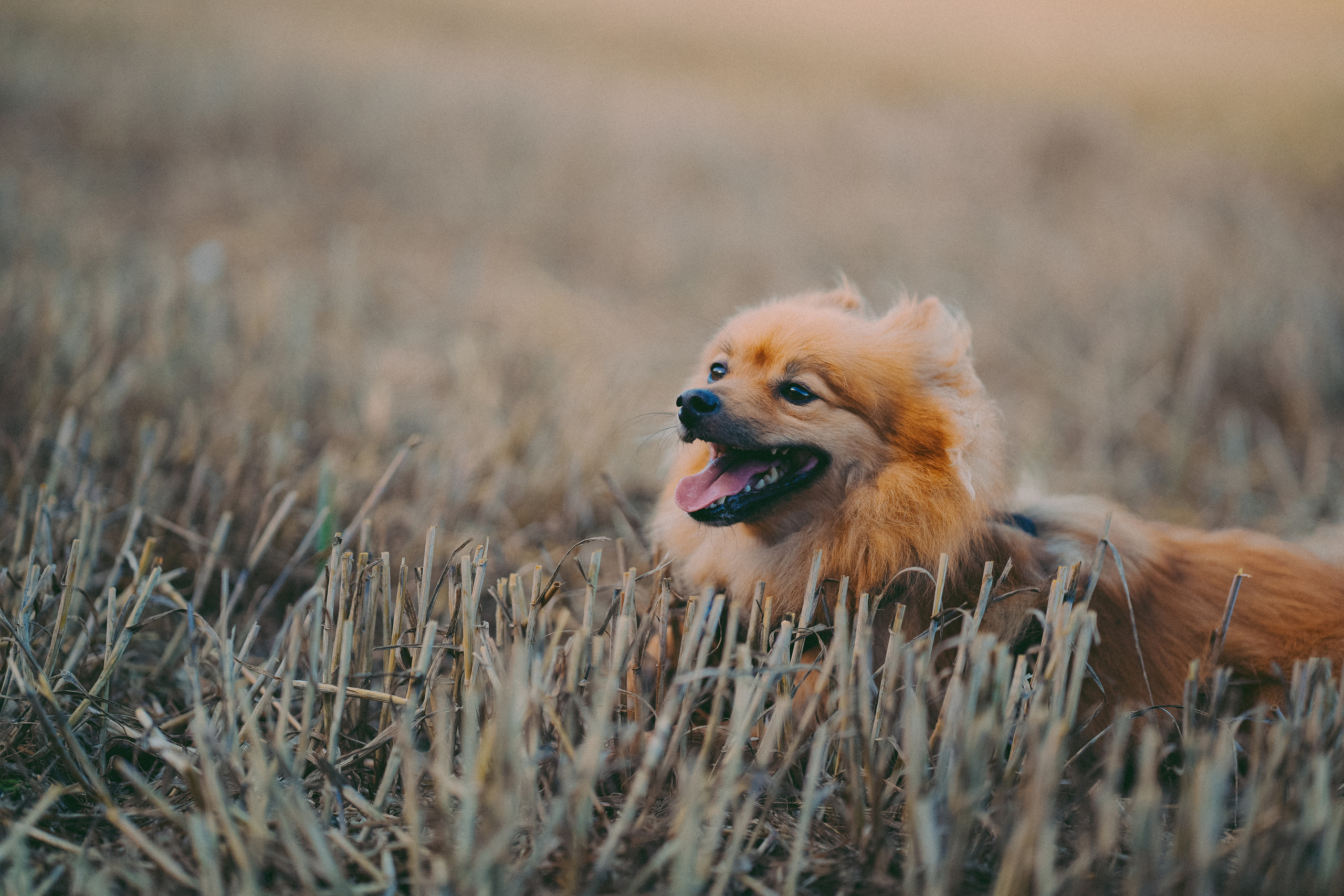 Individual photo session in Solihull. Creative Family, Brand, Boudoir and Wedding Photographer in Solihull & Birmingham Irina Zoteeva