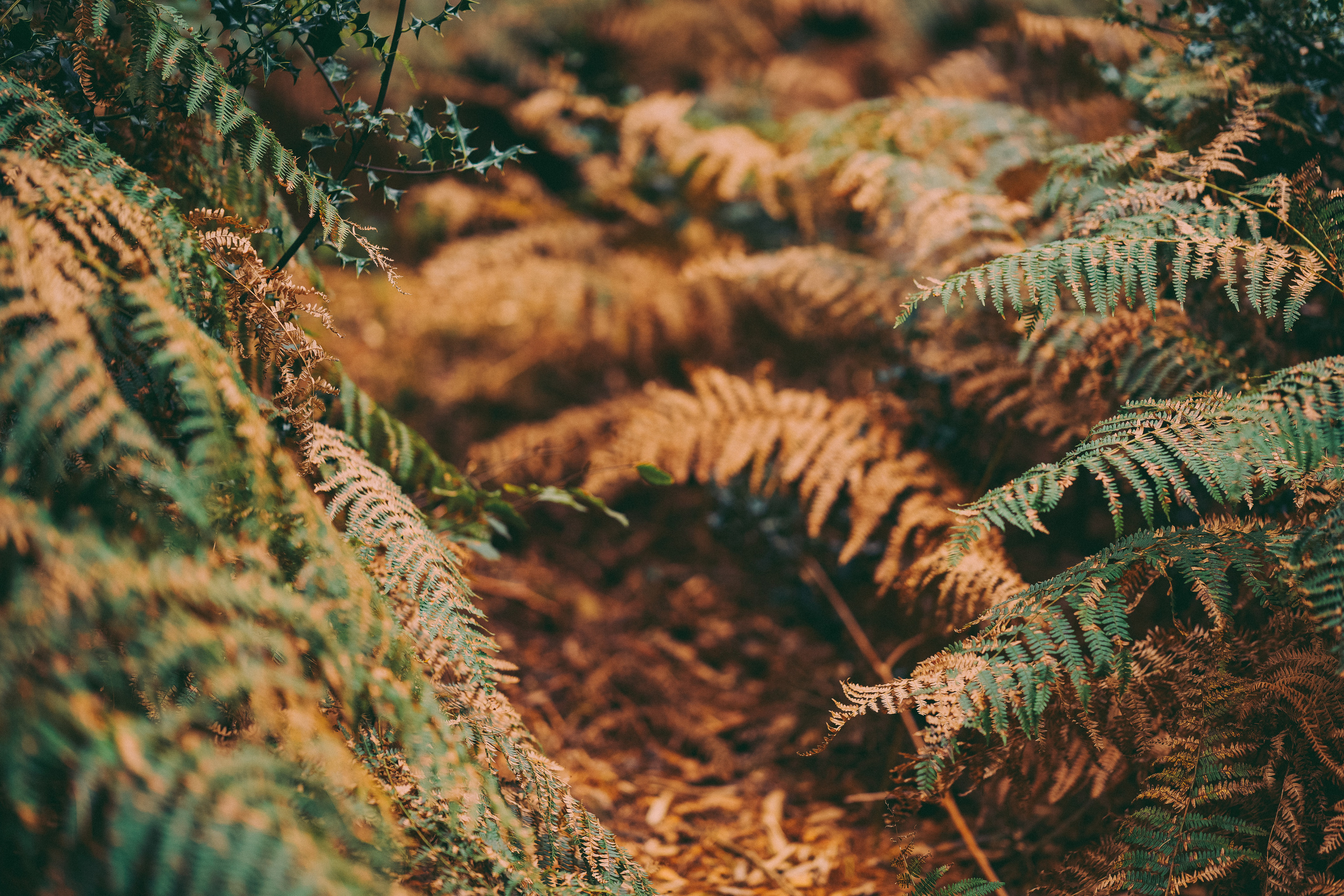 Fung Family. Creative Family, Brand, Boudoir and Wedding Photographer in Solihull & Birmingham Irina Zoteeva