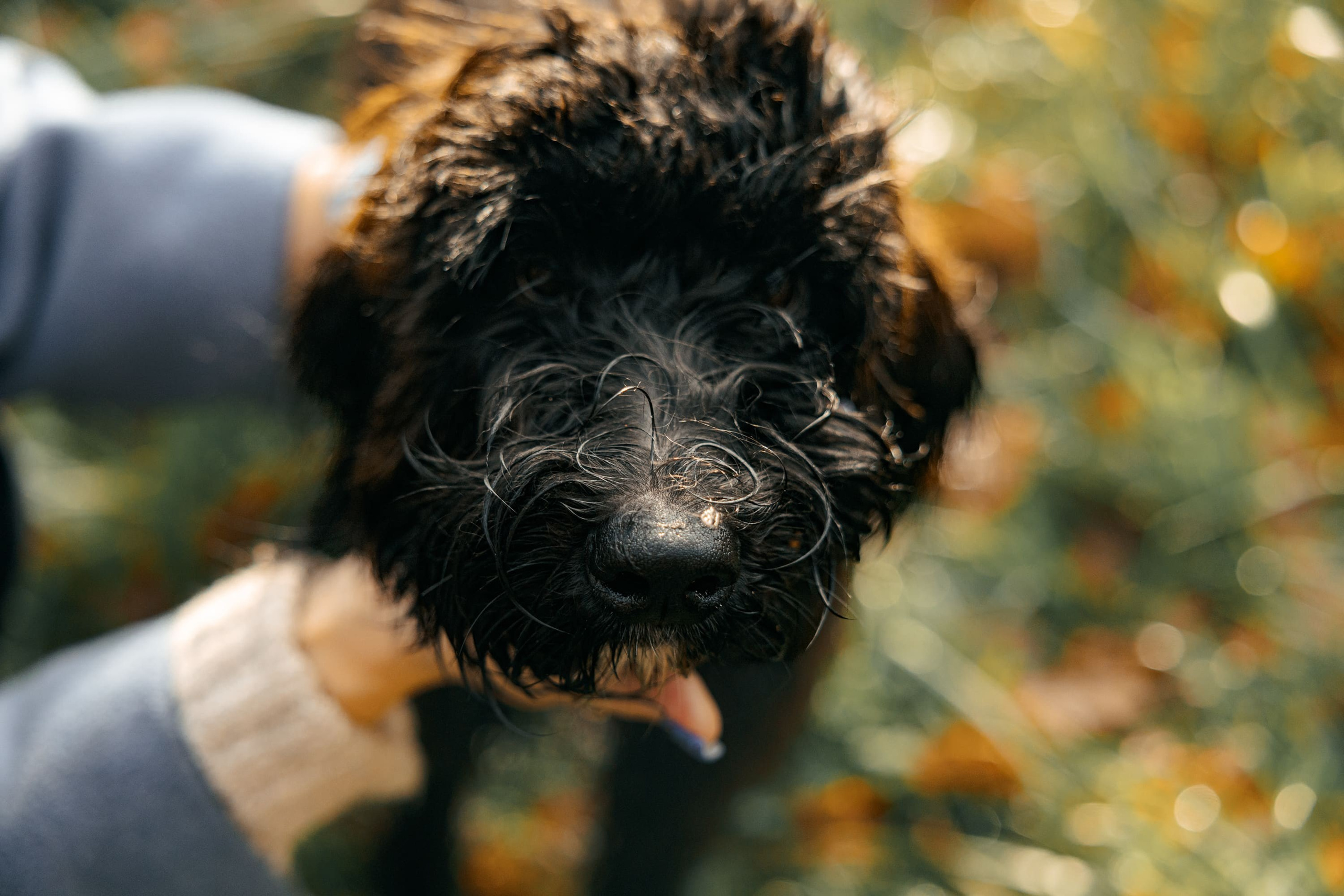 Dog & Cat Photographer Rotterdam | Natalia Olhova. Romantic & Soulful Photography by Natalia Olhova in Rotterdam