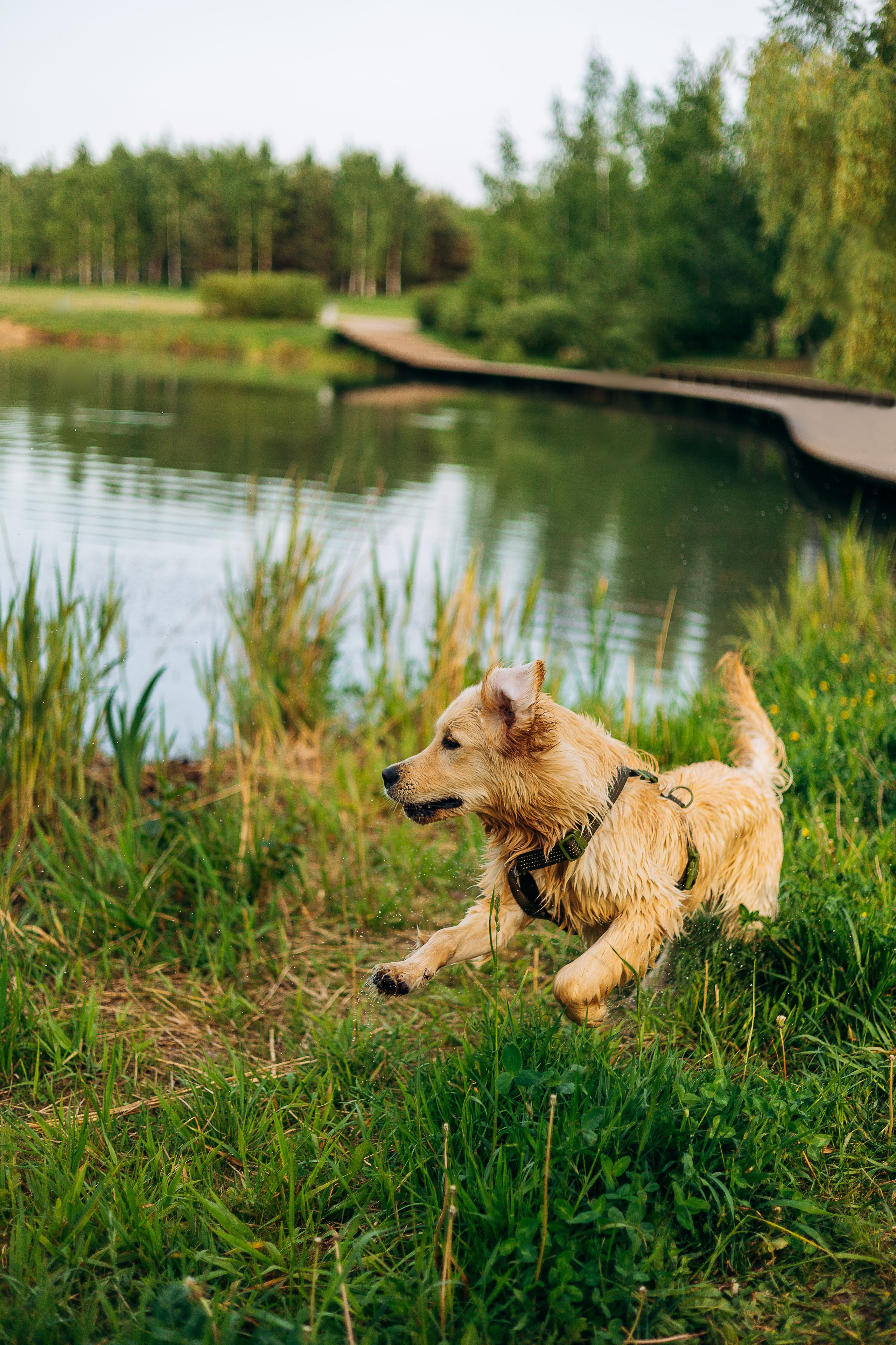Обо мне. Фотограф-анималист | Белград