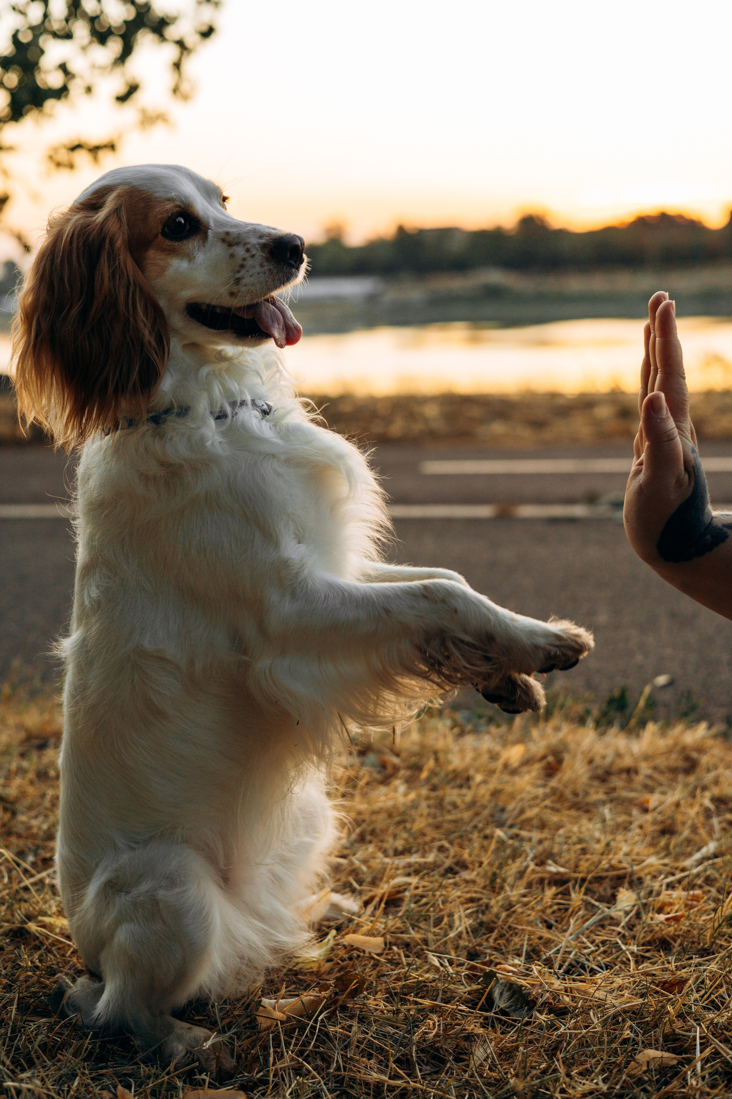 Обо мне. Фотограф-анималист | Белград
